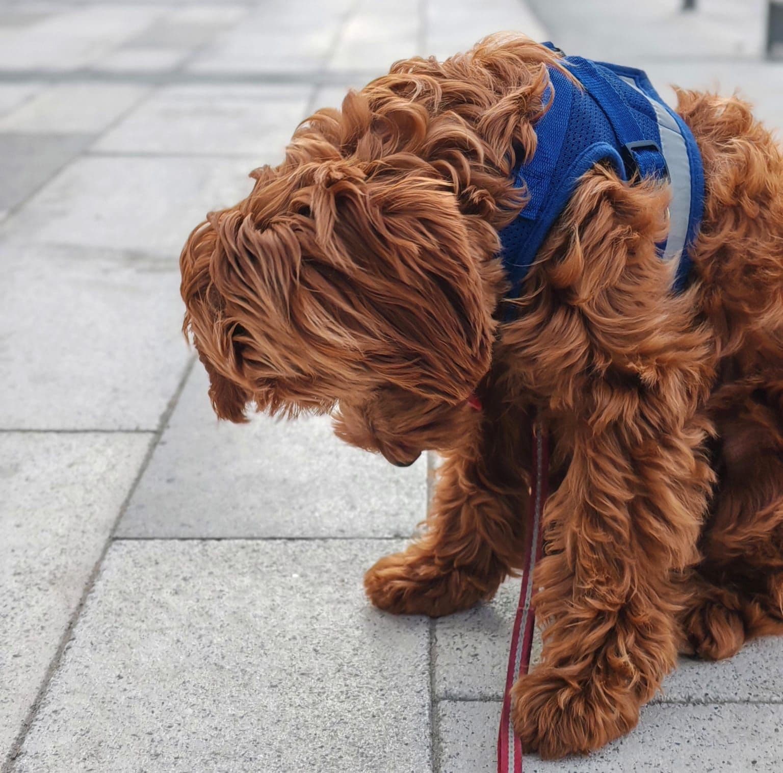 Cockapoo Puppies for Sale in Dubai | Cockapoo Puppy for Sale in Dubai | Cockapoo | Cockapoo Puppies for Sale | Cockapoo Puppies for Sale near me - Image 1