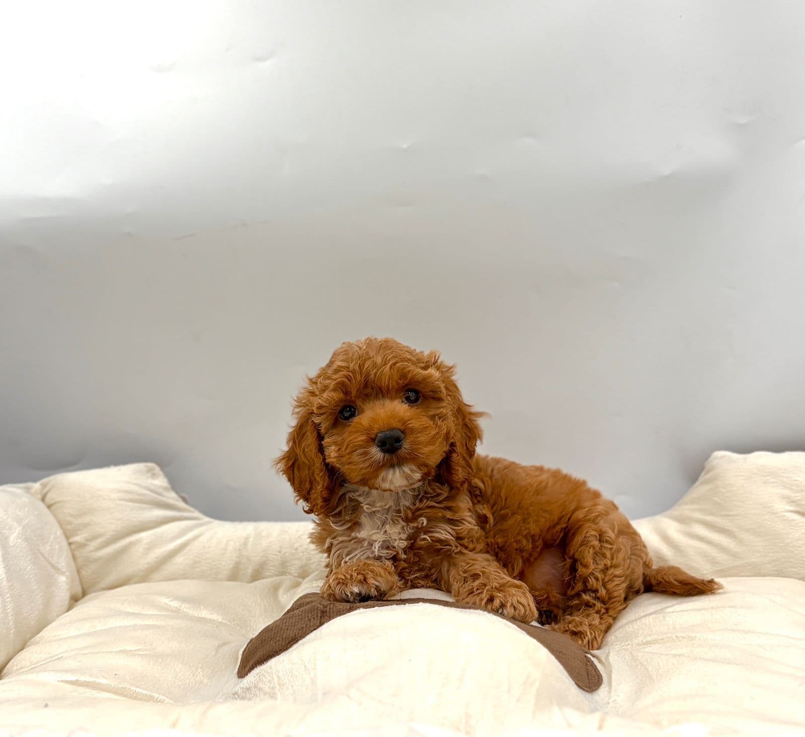 Cockapoo - Image 4