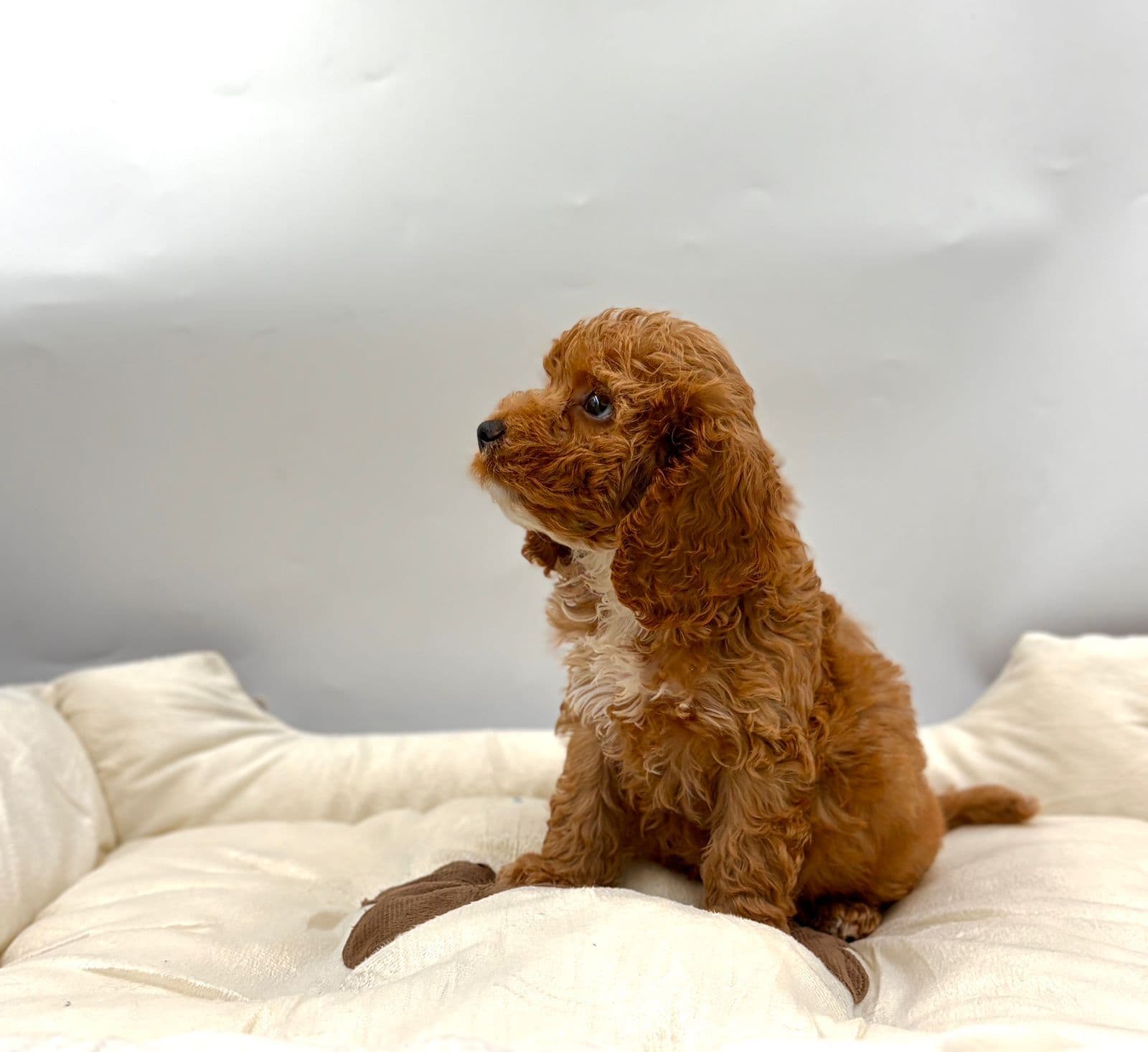cockapoo - Image 5