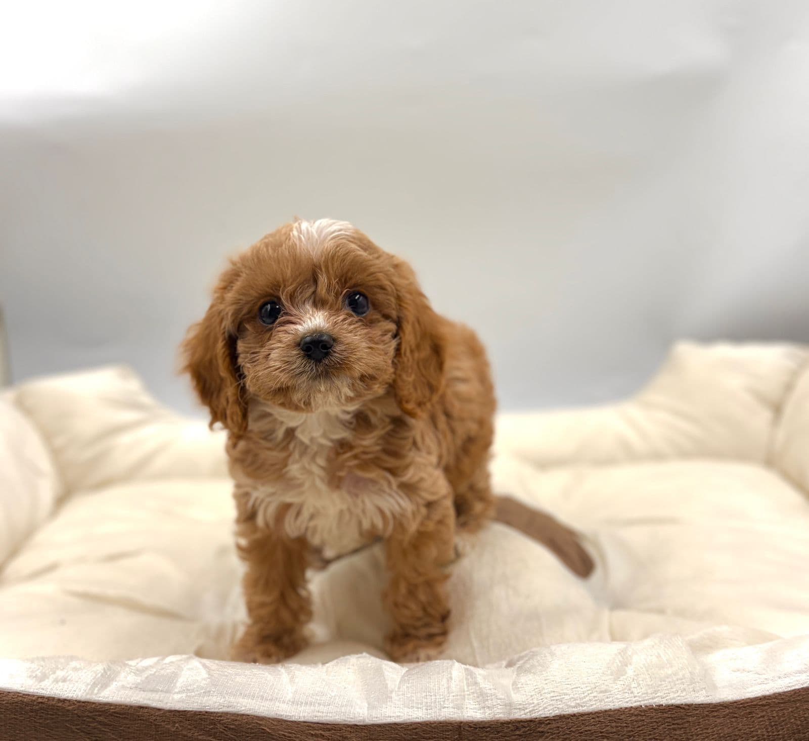 cockapoo - Image 6