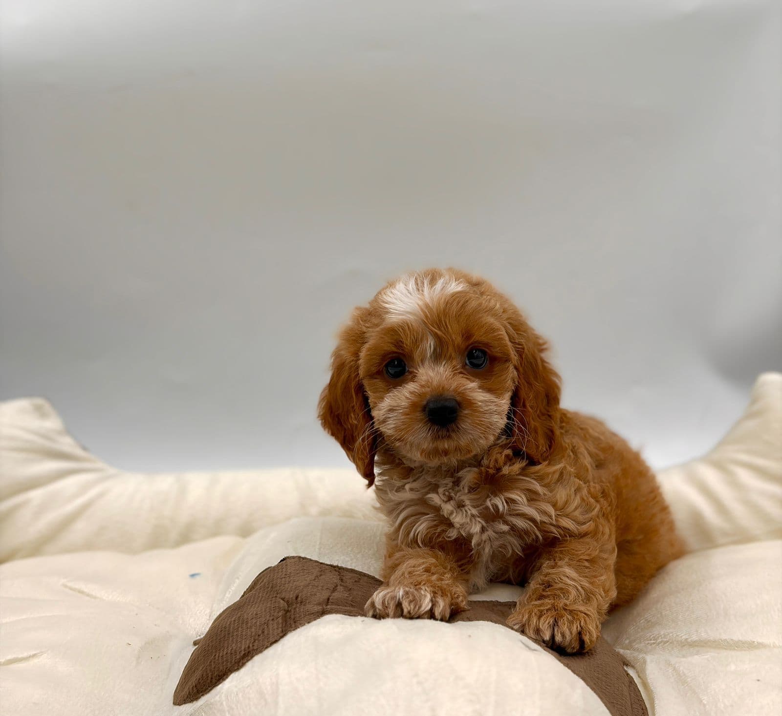 cockapoo - Image 7