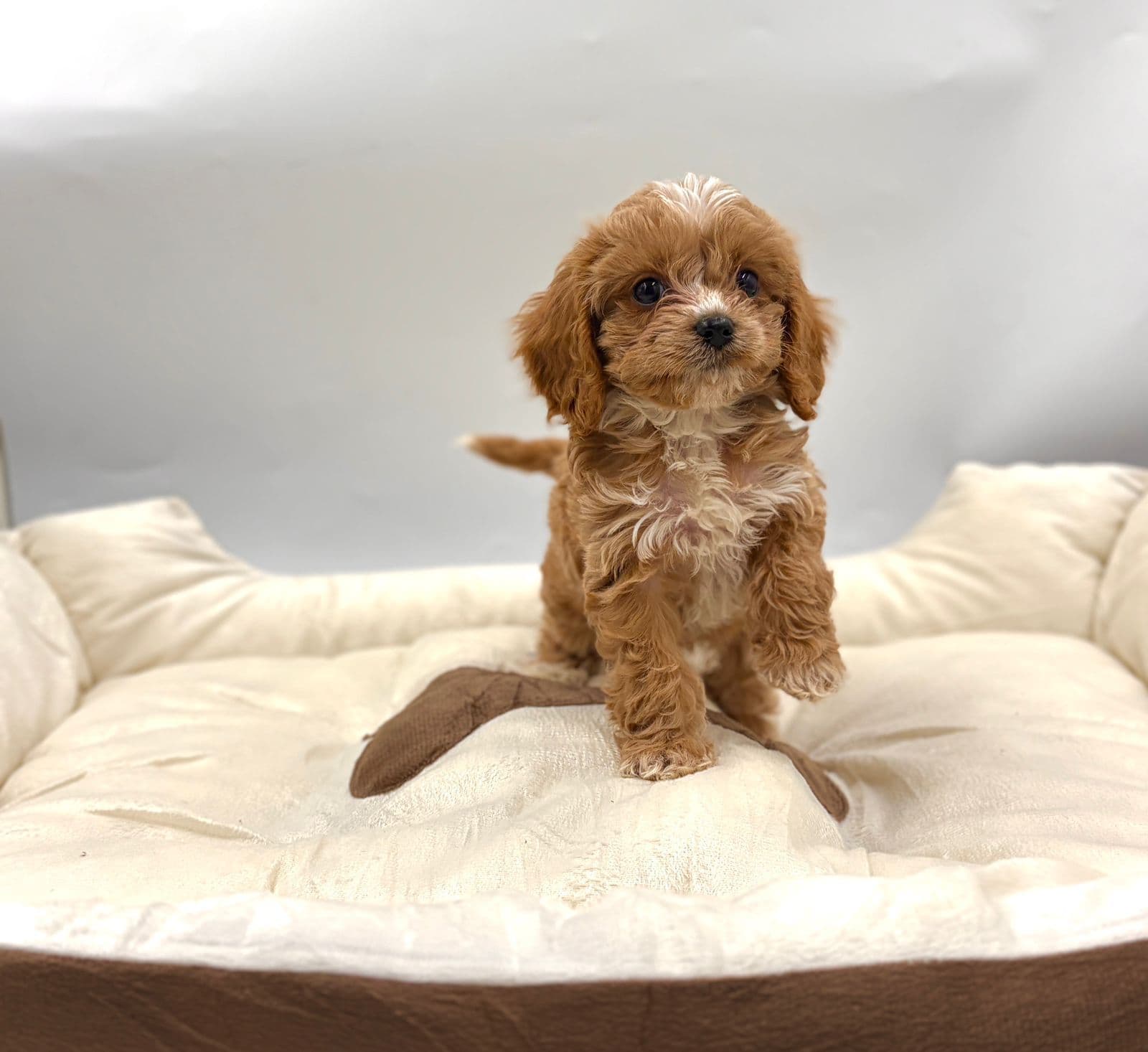 Cockapoo - Image 1