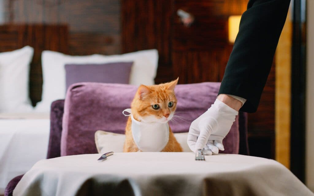Cat Boarding In Dubai