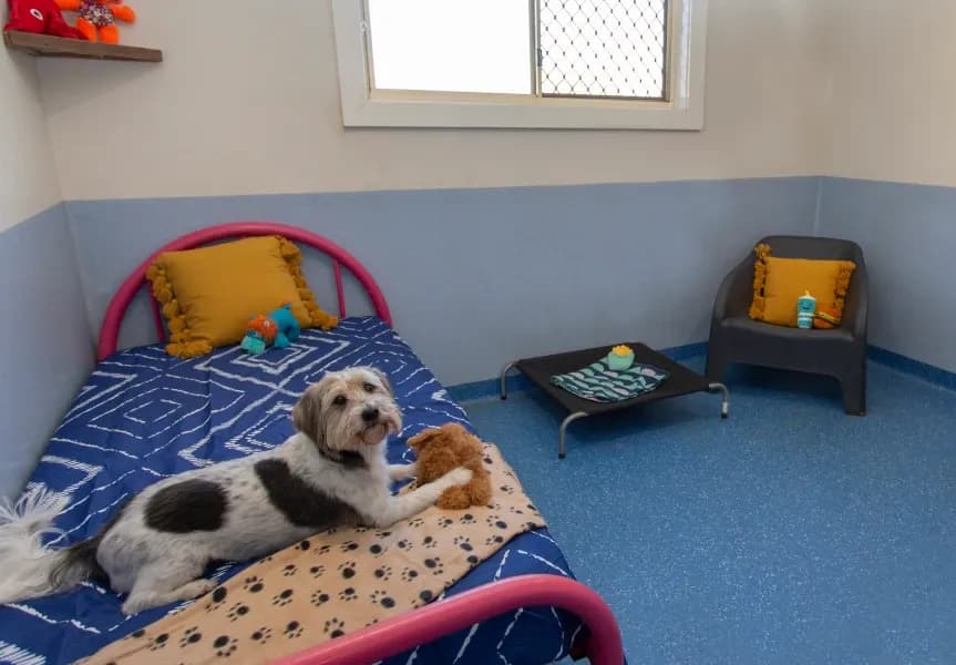 Dog Boarding in Dubai