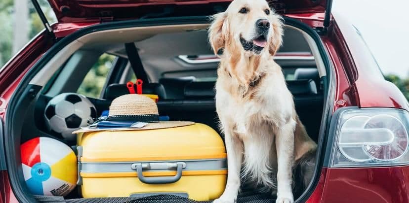 Healthy purebred kittens for sale at Tom & Jerry Pet Shop Dubai