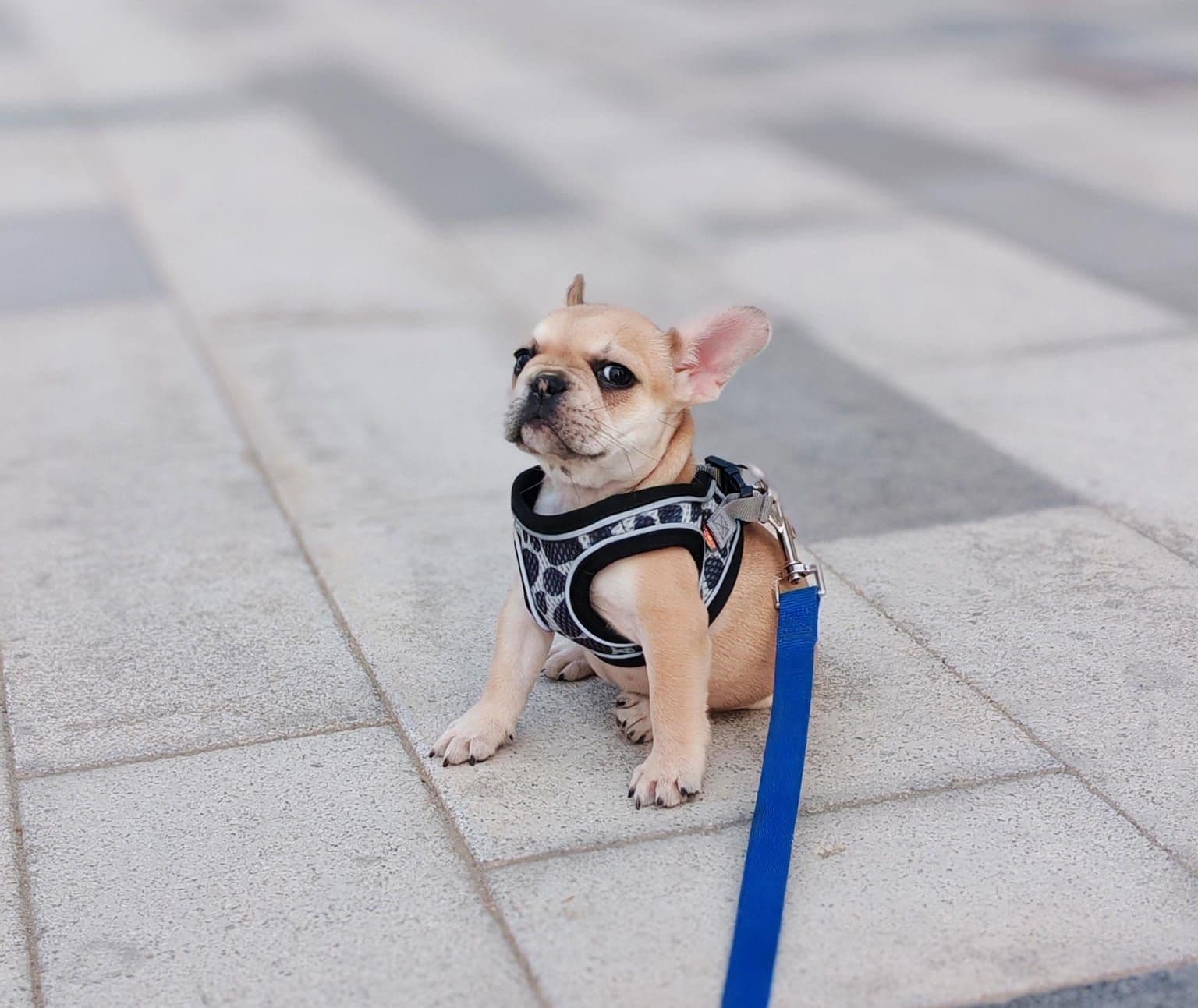 French Bulldog Puppies for Sale in Dubai | French Bulldog Puppy for Sale in Dubai | French Bulldog | French Bulldog Puppies for Sale | French Bulldog Puppies for Sale near me - Image 2