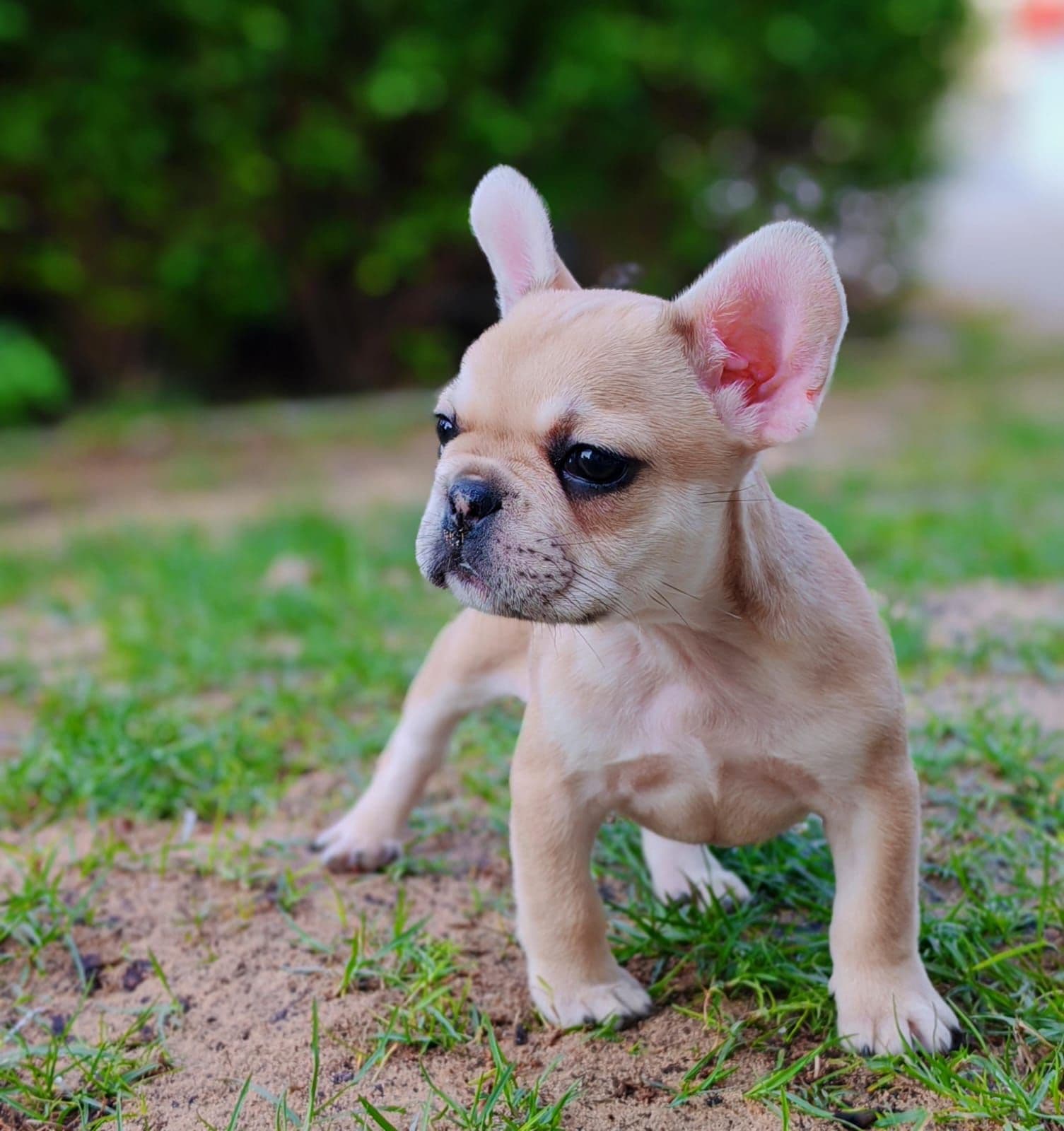 French Bulldog Puppies for Sale in Dubai | French Bulldog Puppy for Sale in Dubai | French Bulldog | French Bulldog Puppies for Sale | French Bulldog Puppies for Sale near me - Image 4