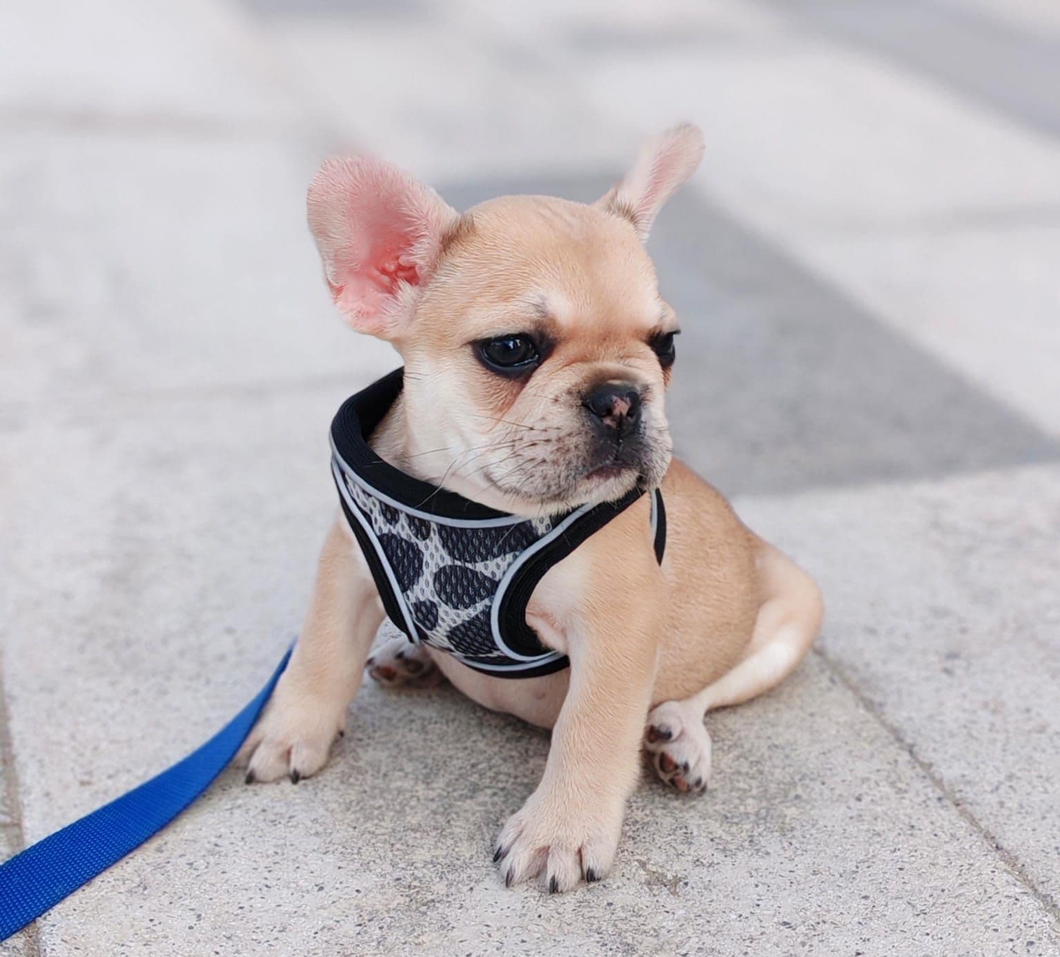 French Bulldog Puppies for Sale in Dubai | French Bulldog Puppy for Sale in Dubai | French Bulldog | French Bulldog Puppies for Sale | French Bulldog Puppies for Sale near me - Image 5