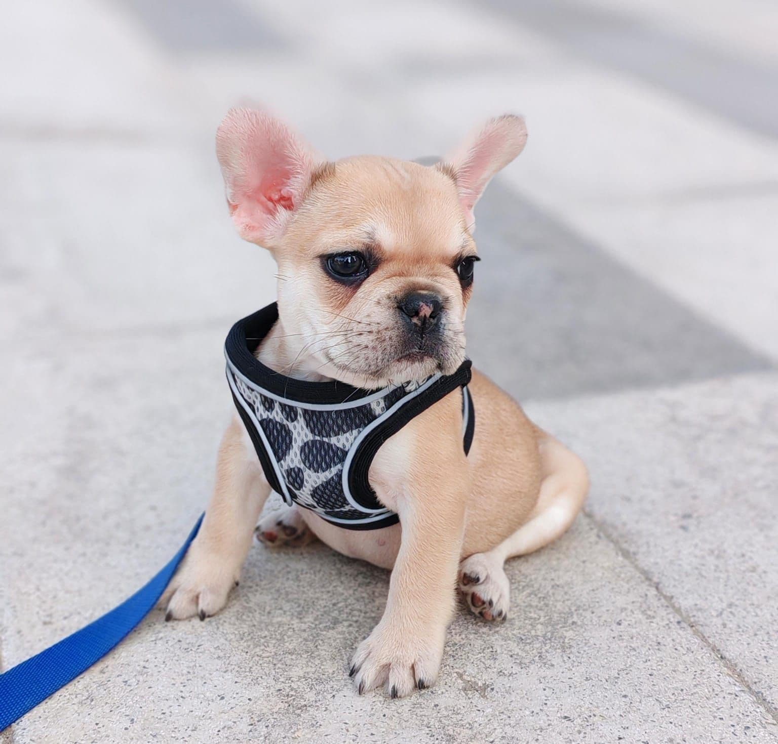 French Bulldog Puppies for Sale in Dubai | French Bulldog Puppy for Sale in Dubai | French Bulldog | French Bulldog Puppies for Sale | French Bulldog Puppies for Sale near me - Image 6