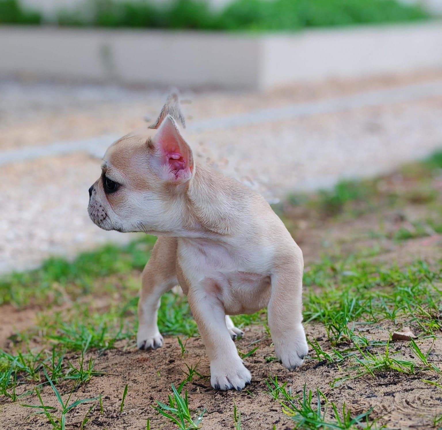 French Bulldog Puppies for Sale in Dubai | French Bulldog Puppy for Sale in Dubai | French Bulldog | French Bulldog Puppies for Sale | French Bulldog Puppies for Sale near me - Image 7