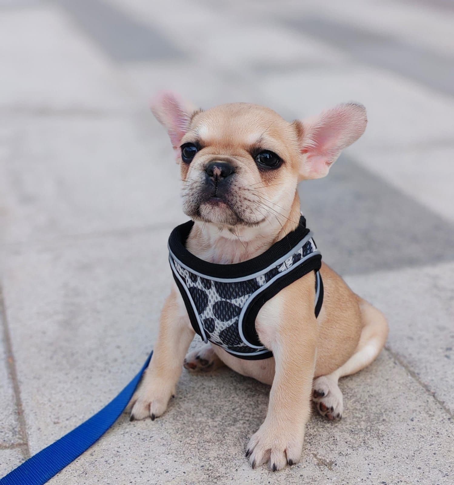 French Bulldog Puppies for Sale in Dubai | French Bulldog Puppy for Sale in Dubai | French Bulldog | French Bulldog Puppies for Sale | French Bulldog Puppies for Sale near me - Image 8