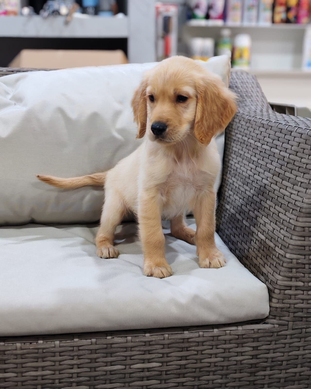 Golden Retriever puppy for sale in Dubai - Image 2
