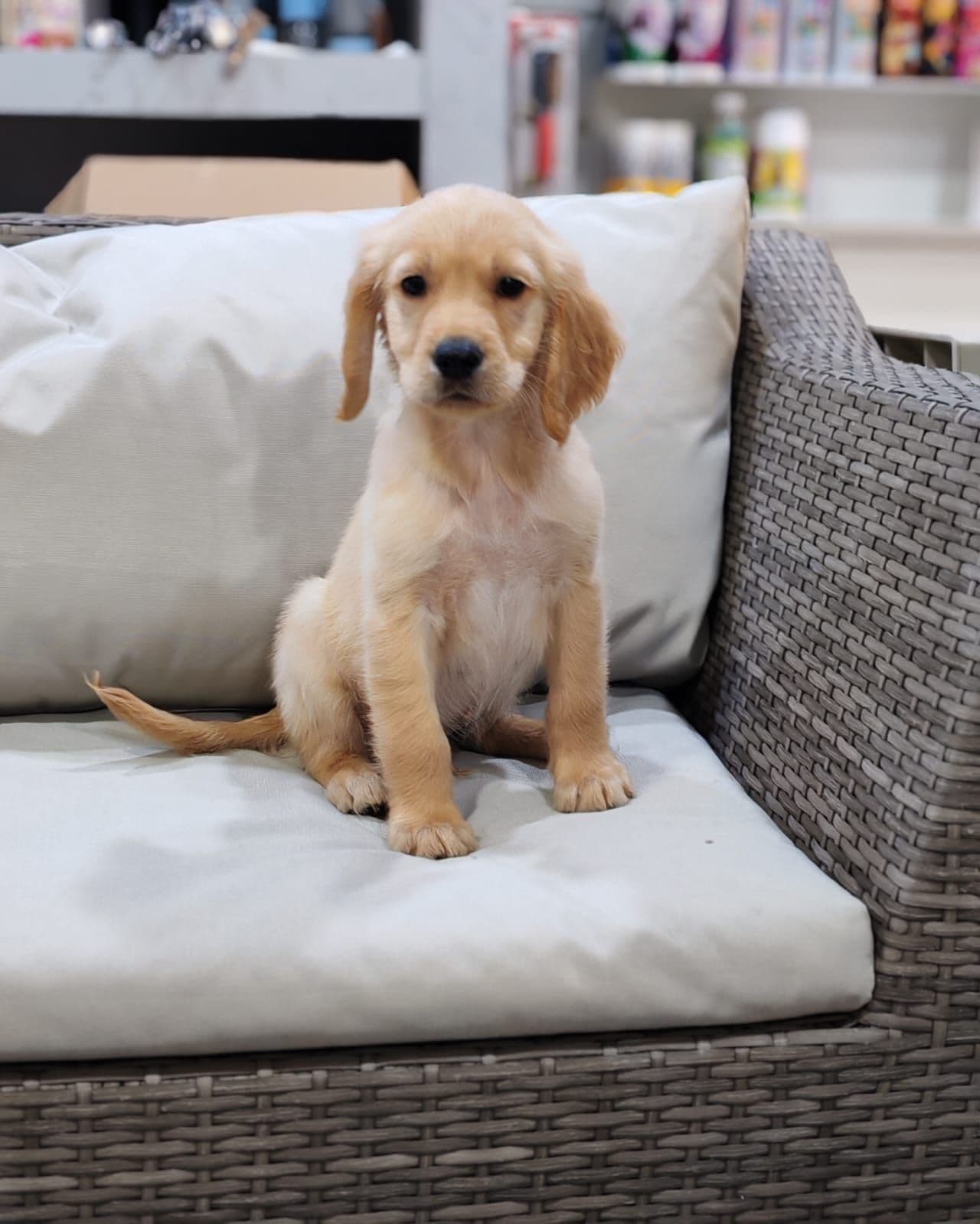 Golden Retriever puppy for sale in Dubai - Image 3