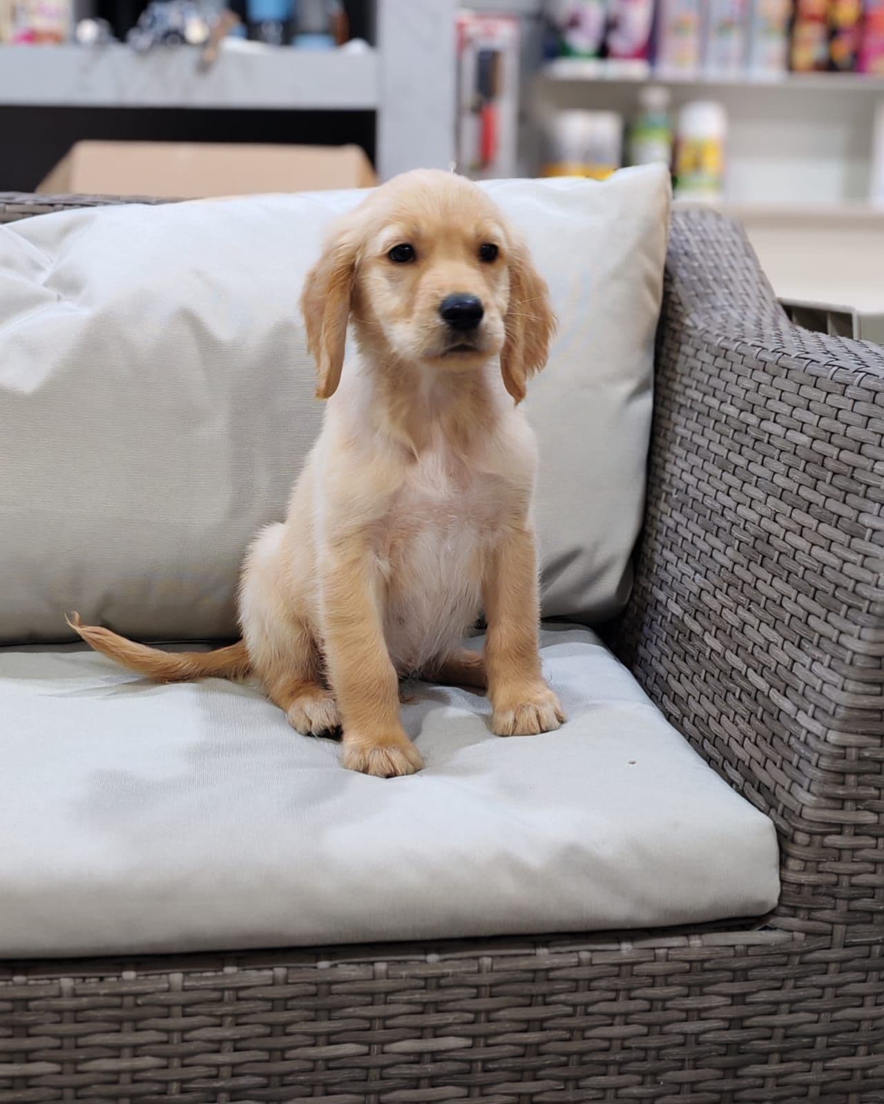 Golden Retriever puppy for sale in Dubai - Image 4
