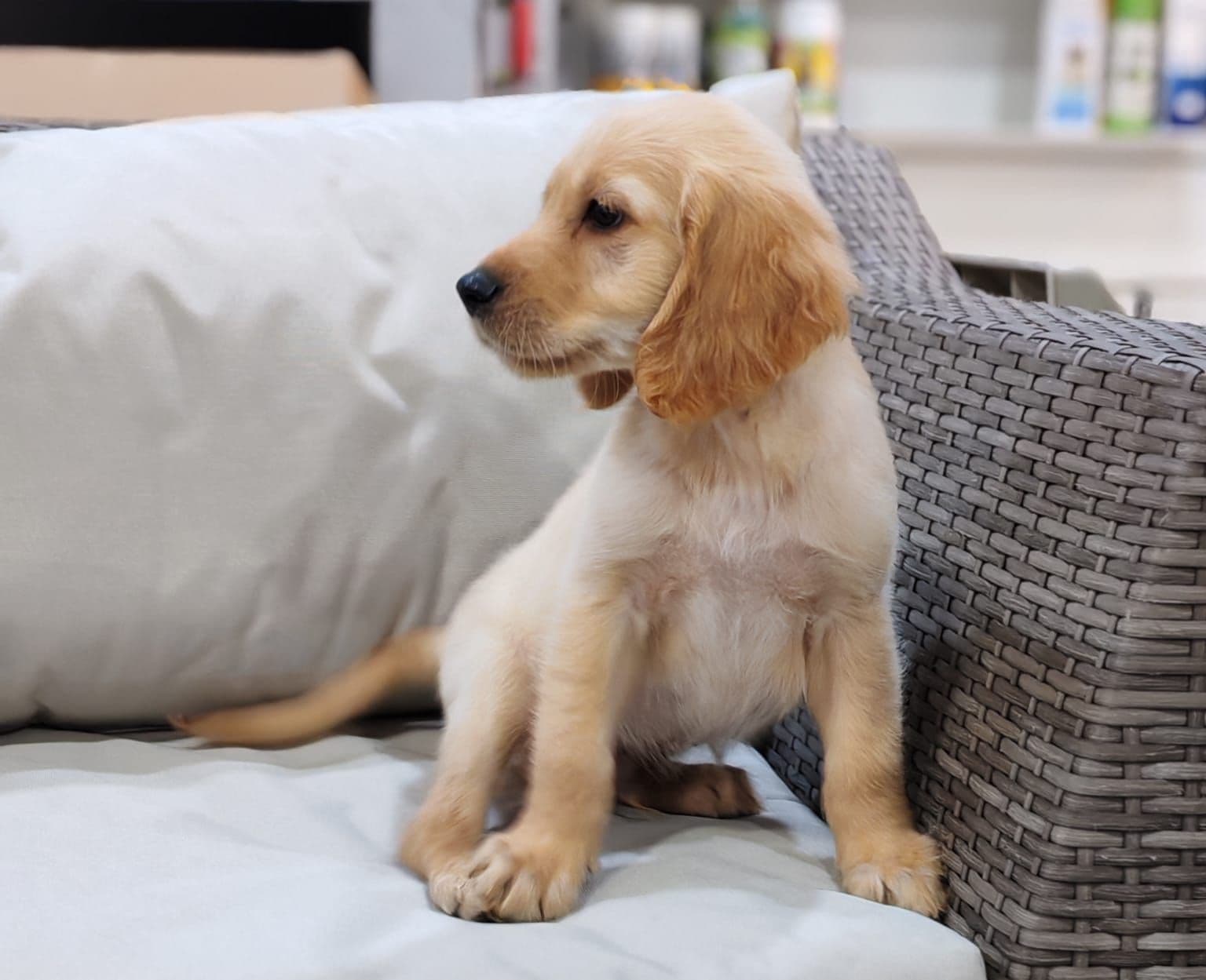 Golden Retriever puppy for sale in Dubai
