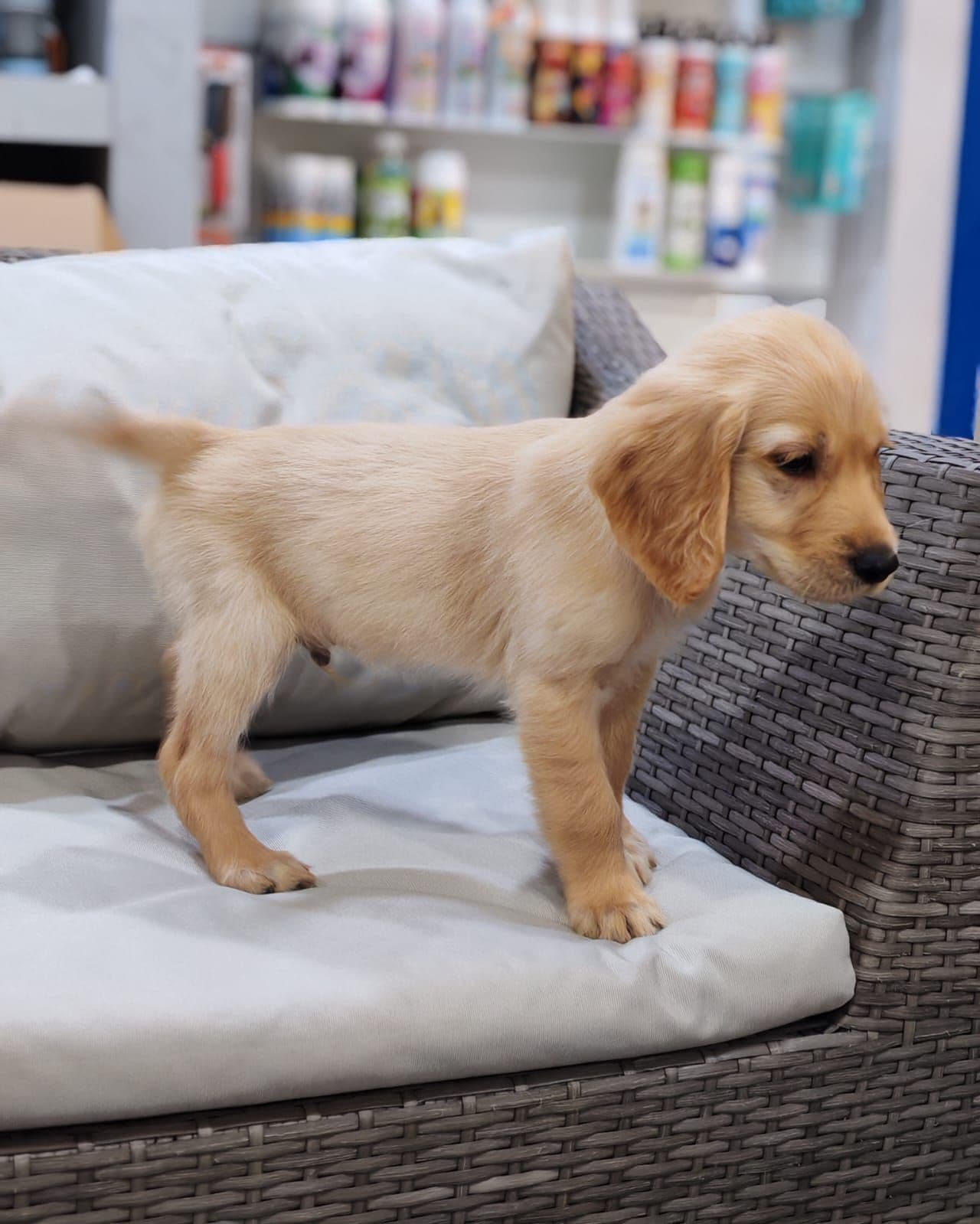 Golden Retriever puppy for sale in Dubai - Image 1