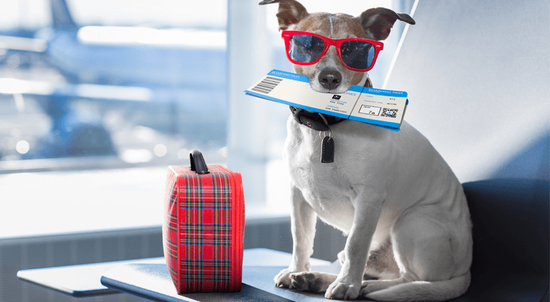Pets Relocation Dogs