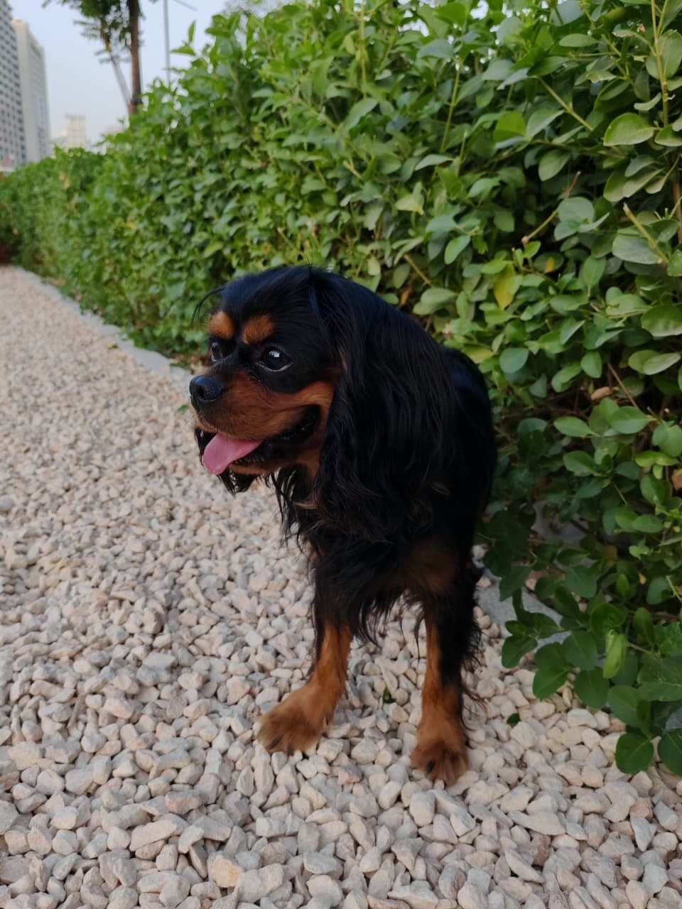 King Charles Spaniel Puppy for Sale in Dubai - Image 2