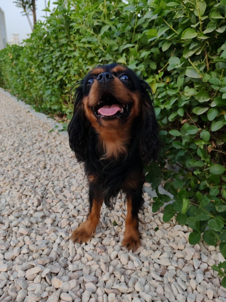 King Charles Spaniel Puppy for Sale in Dubai - Image 3