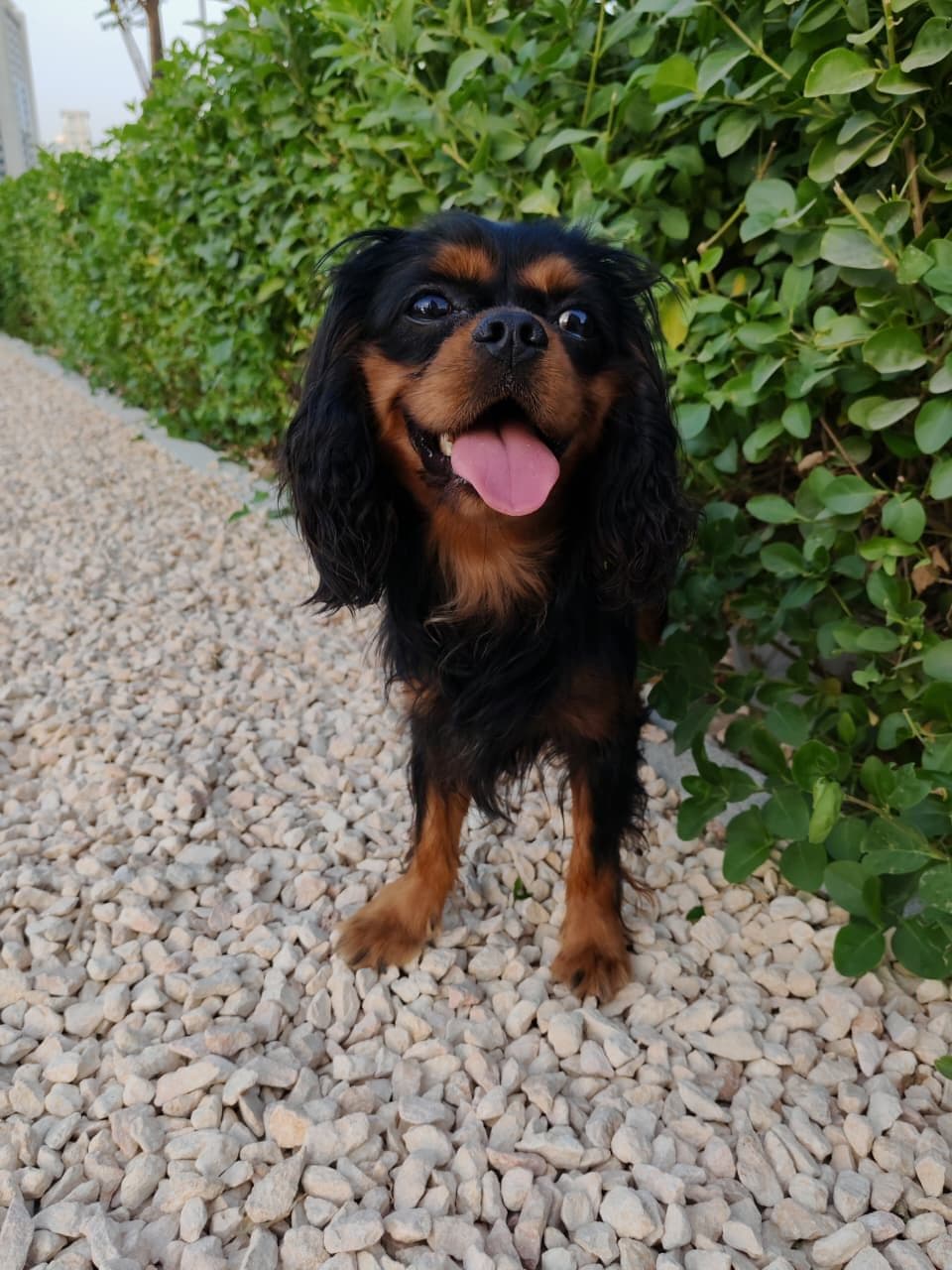 King Charles Spaniel Puppy for Sale in Dubai - Image 5