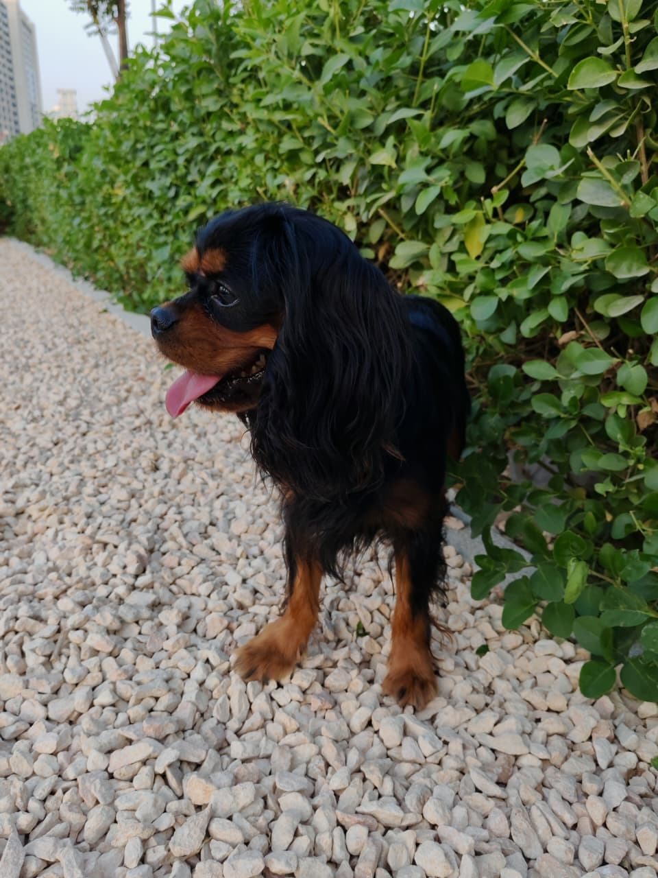 King Charles Spaniel Puppy for Sale in Dubai - Image 6