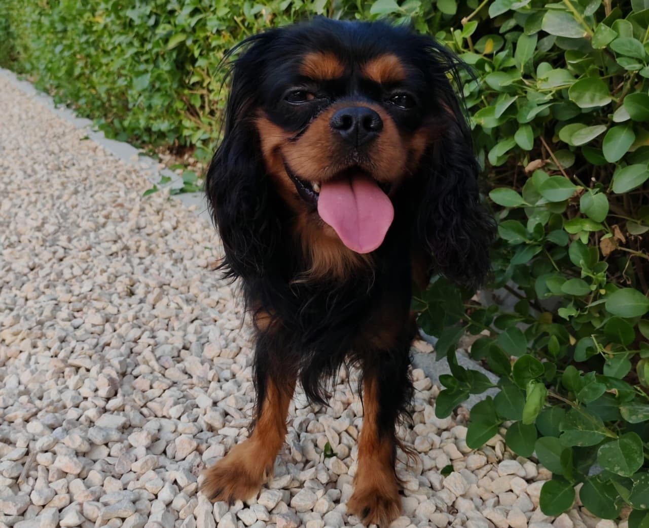 King Charles Spaniel Puppy for Sale in Dubai