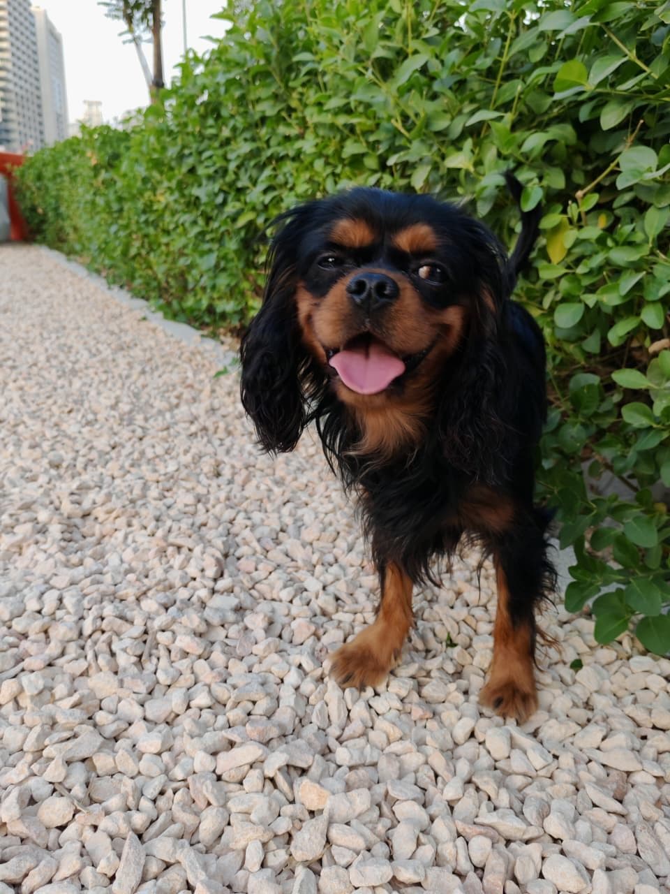King Charles Spaniel Puppy for Sale in Dubai - Image 1