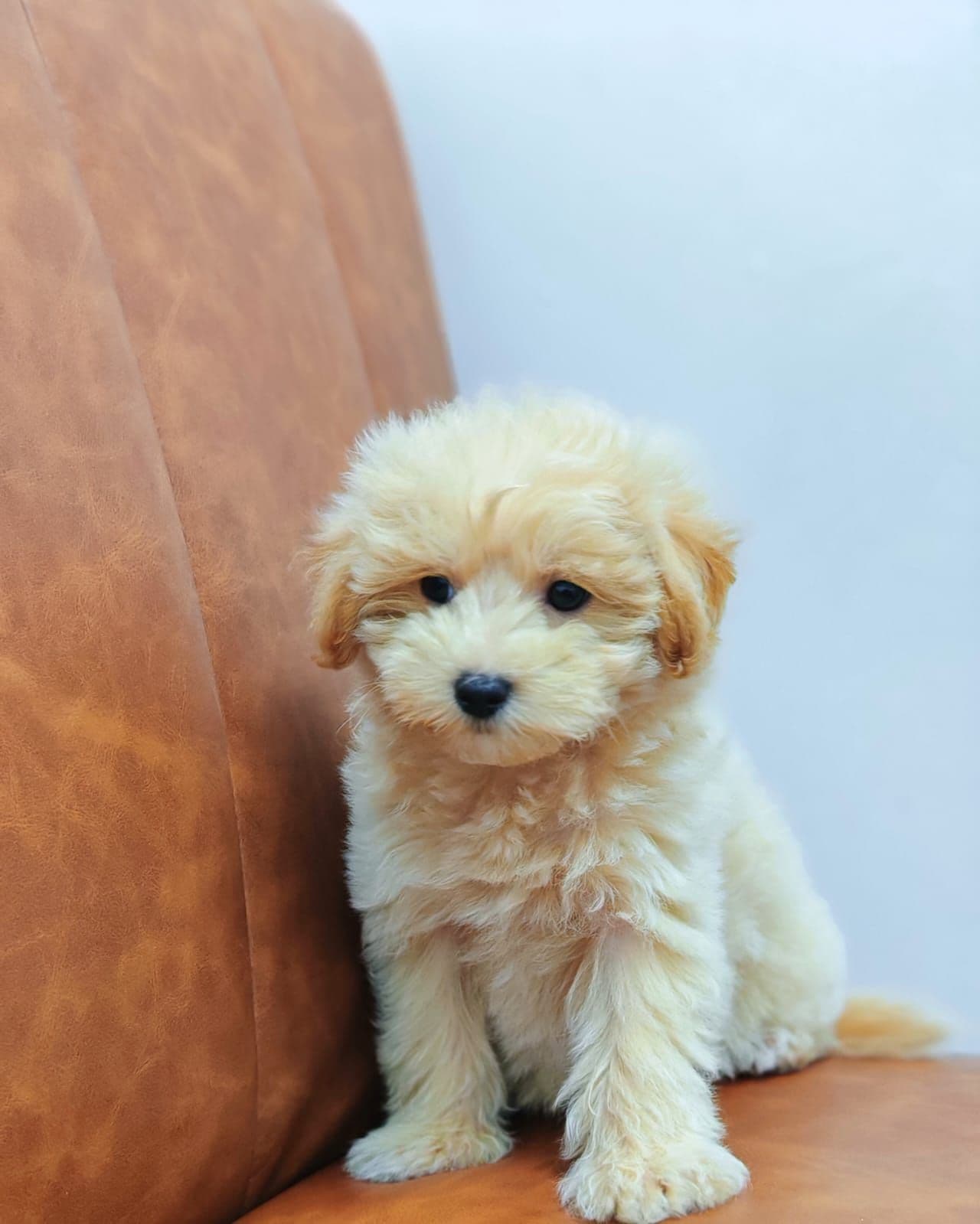 Maltipoo - Image 3