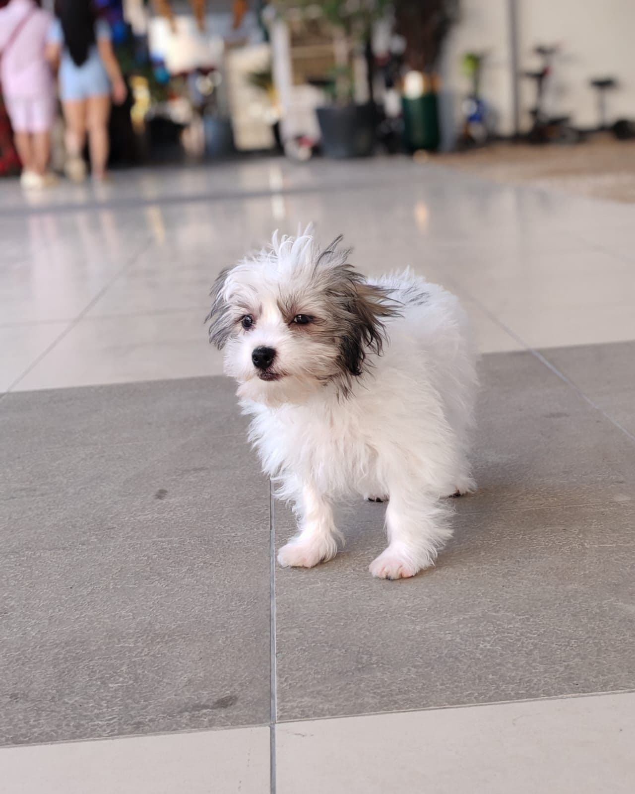 Maltipoo - Image 3