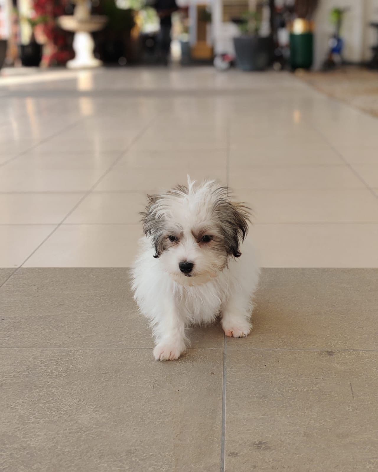Maltipoo - Image 5