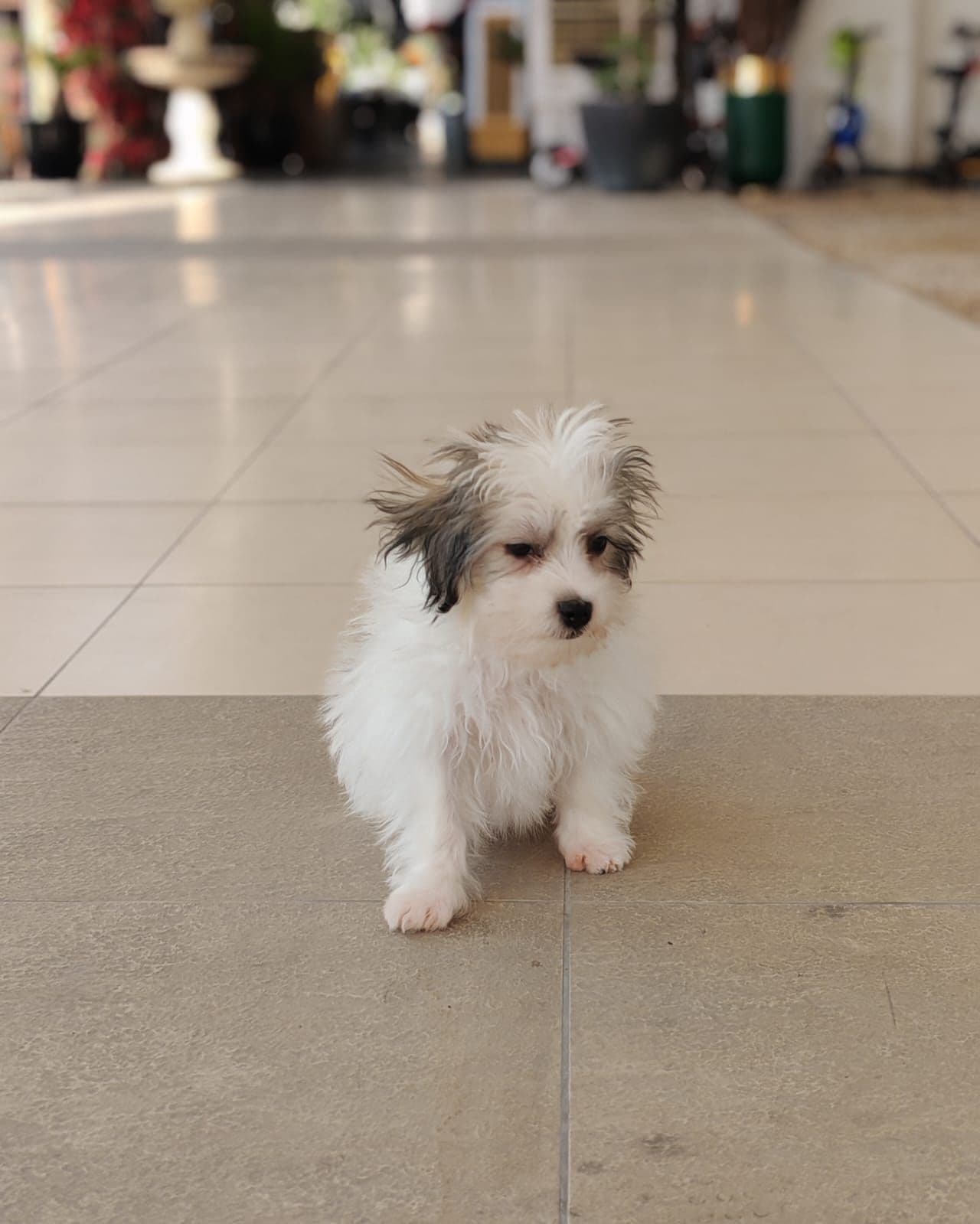 Maltipoo - Image 6