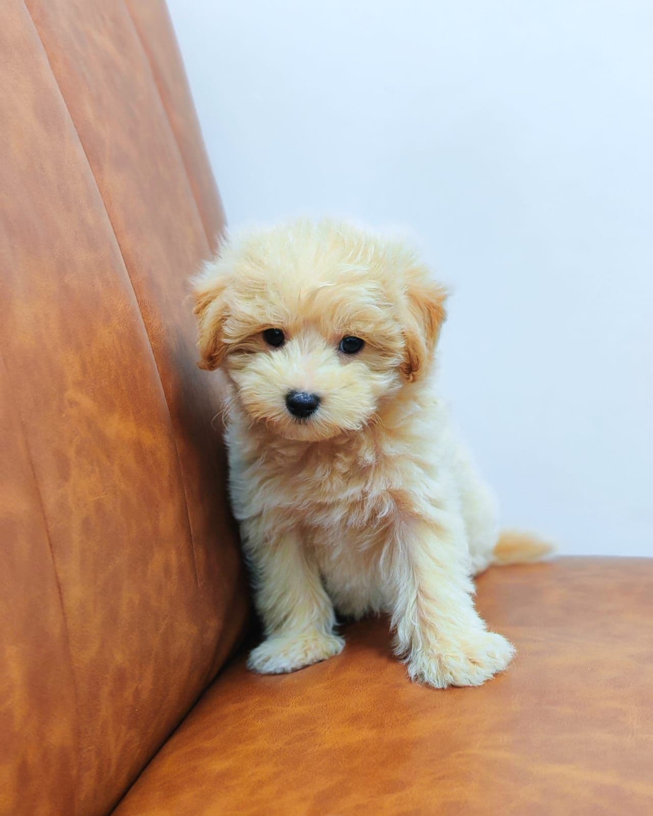 Maltipoo - Image 1