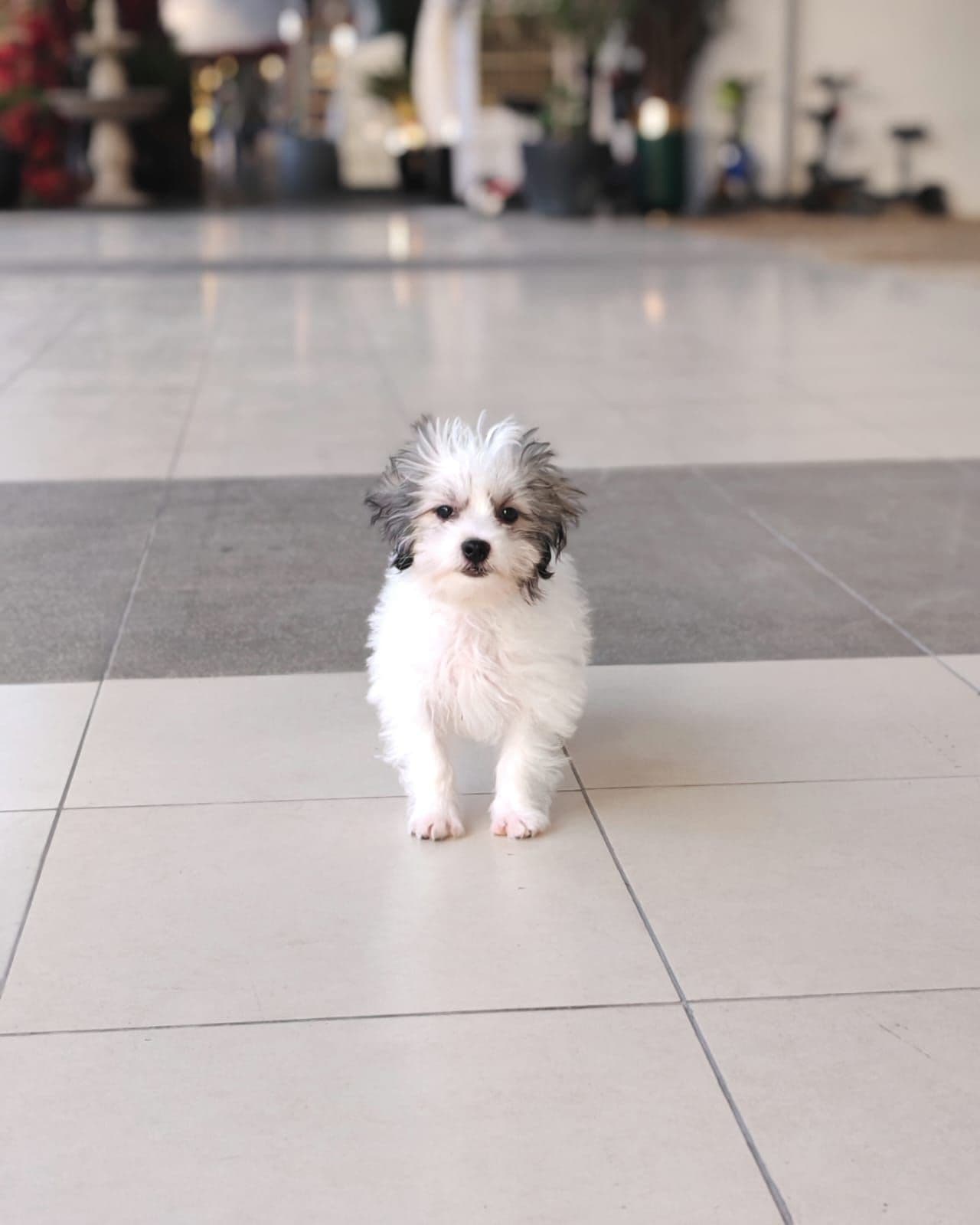 Maltipoo