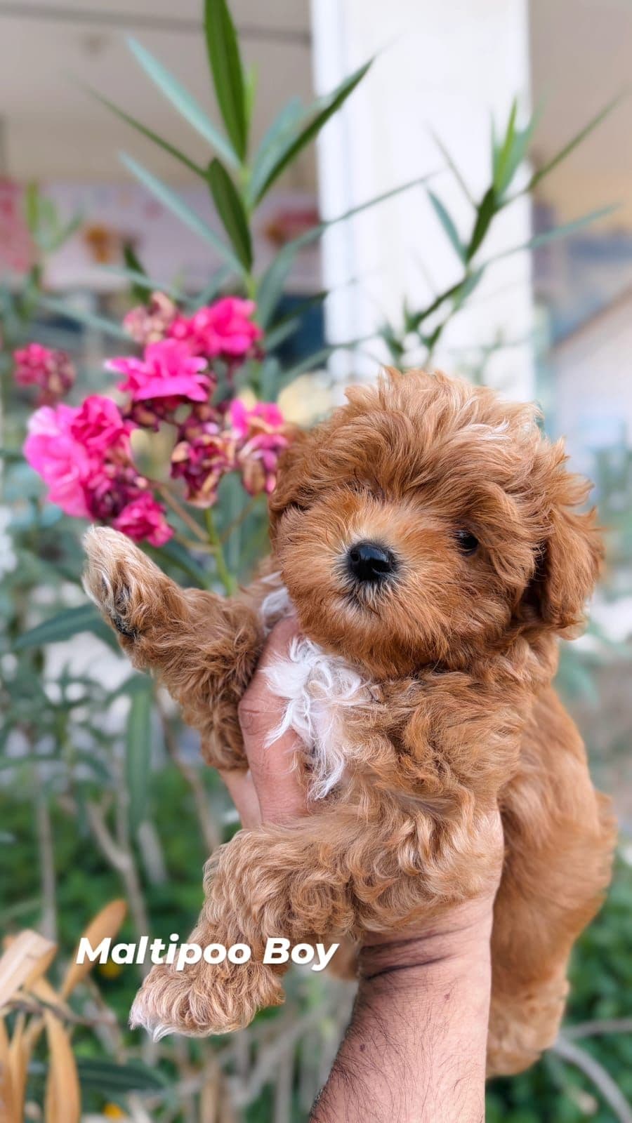 Maltipoo puppies Dubai | Maltipoo puppies for sale Dubai | Maltipoo breeders in Dubai | Buy Maltipoo in Dubai | Maltipoo Dubai price | Maltipoo puppy Dubai pet shop | Maltipoo puppies UAE | Maltipoo for sale UAE | Maltipoo Dubai for adoption | Best Maltipoo shop in Dubai | Dubai Maltipoo puppies available | Maltipoo puppies Business Bay Dubai | Premium Maltipoo puppies Dubai | Healthy Maltipoo puppies Dubai | Dubai Maltipoo puppy store | Maltipoo puppies Tom and Jerry Pet Shop Dubai | Maltipoo puppies Tom and Jerry Pet Shop | Buy Maltipoo from Tom and Jerry Pet Shop Dubai | Maltipoo puppies for sale near me Dubai | Maltipoo puppy near me UAE | Maltipoo near me Dubai | Purebred Maltipoo puppies Dubai | Champion bloodline Maltipoo puppies Dubai | Vaccinated Maltipoo puppies Dubai | Affordable Maltipoo puppies Dubai | White Maltipoo puppies Dubai | Cream Maltipoo puppies Dubai | Apricot Maltipoo puppies Dubai | Teacup Maltipoo puppies Dubai | Mini Maltipoo puppies Dubai - Image 2