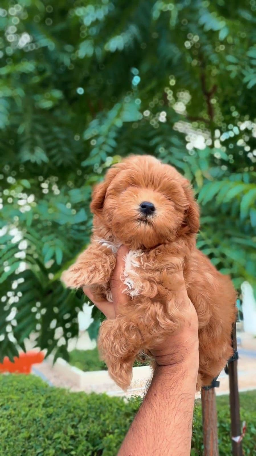 Maltipoo puppies Dubai | Maltipoo puppies for sale Dubai | Maltipoo breeders in Dubai | Buy Maltipoo in Dubai | Maltipoo Dubai price | Maltipoo puppy Dubai pet shop | Maltipoo puppies UAE | Maltipoo for sale UAE | Maltipoo Dubai for adoption | Best Maltipoo shop in Dubai | Dubai Maltipoo puppies available | Maltipoo puppies Business Bay Dubai | Premium Maltipoo puppies Dubai | Healthy Maltipoo puppies Dubai | Dubai Maltipoo puppy store | Maltipoo puppies Tom and Jerry Pet Shop Dubai | Maltipoo puppies Tom and Jerry Pet Shop | Buy Maltipoo from Tom and Jerry Pet Shop Dubai | Maltipoo puppies for sale near me Dubai | Maltipoo puppy near me UAE | Maltipoo near me Dubai | Purebred Maltipoo puppies Dubai | Champion bloodline Maltipoo puppies Dubai | Vaccinated Maltipoo puppies Dubai | Affordable Maltipoo puppies Dubai | White Maltipoo puppies Dubai | Cream Maltipoo puppies Dubai | Apricot Maltipoo puppies Dubai | Teacup Maltipoo puppies Dubai | Mini Maltipoo puppies Dubai