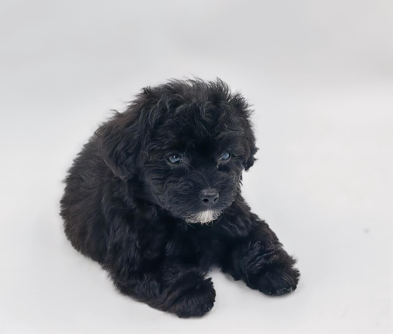 Maltipoo puppy for Sale in Dubai l Maltipoo puppies for Sale in Dubai  - Image 2