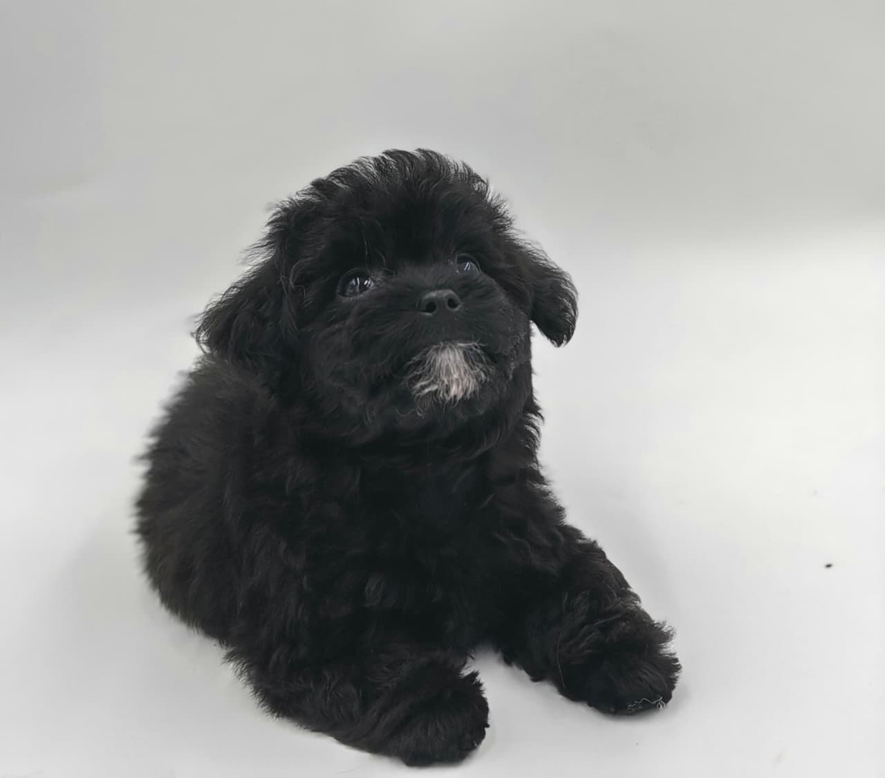 Maltipoo puppy for Sale in Dubai l Maltipoo puppies for Sale in Dubai  - Image 3