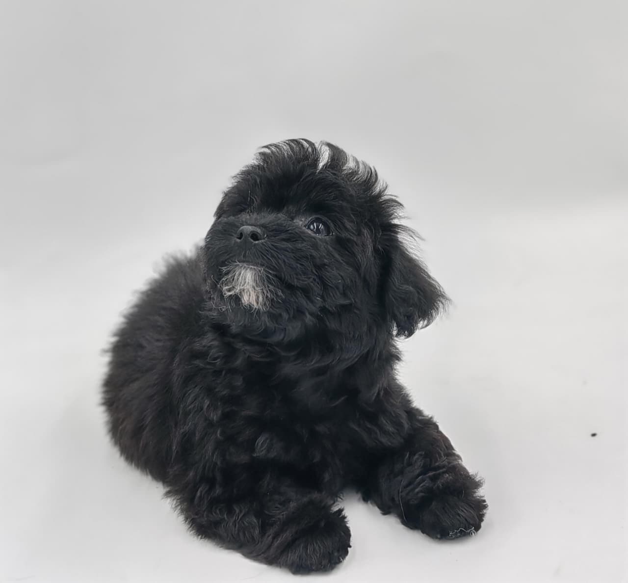 Maltipoo puppy for Sale in Dubai l Maltipoo puppies for Sale in Dubai  - Image 4