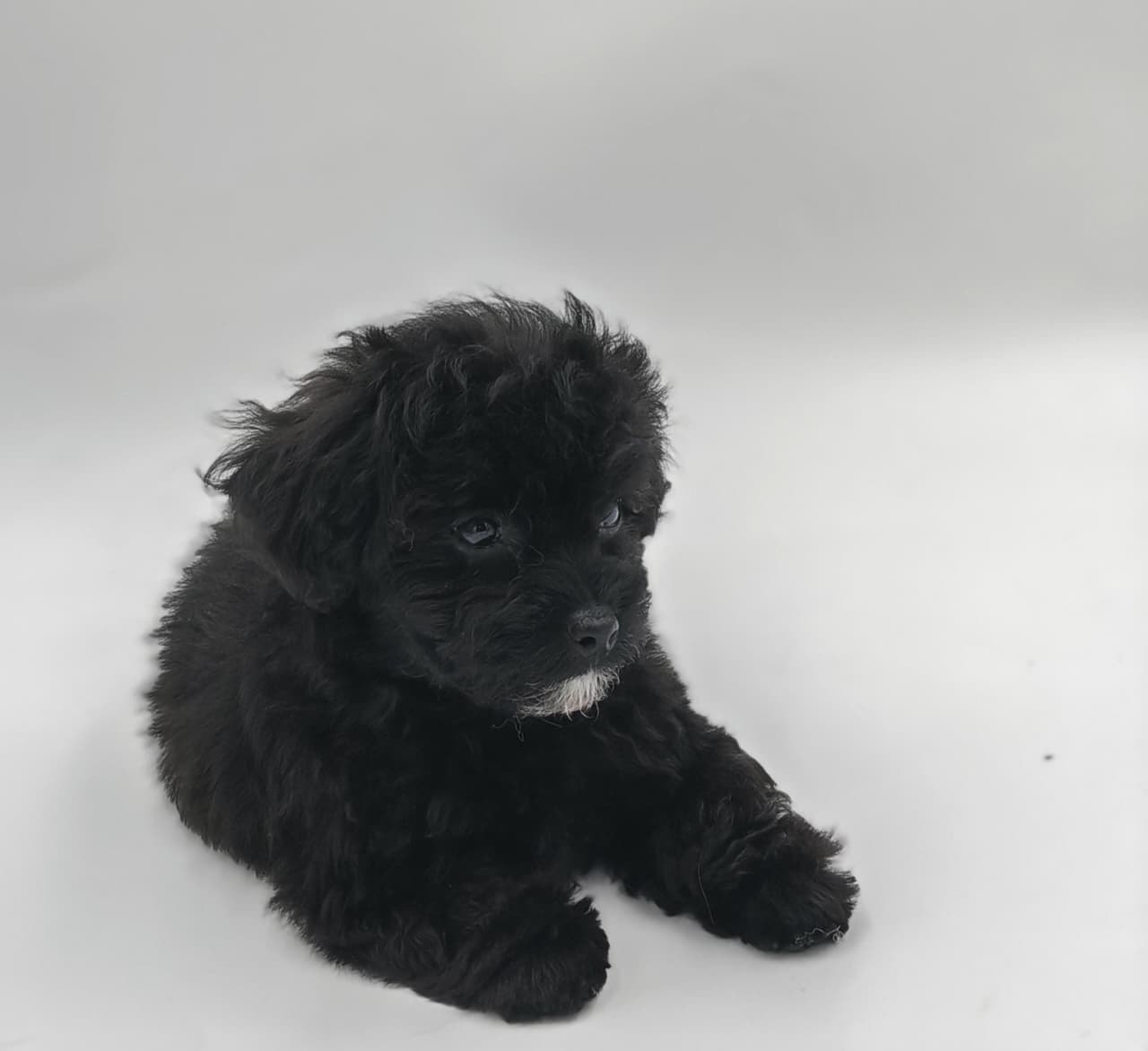 Maltipoo puppy for Sale in Dubai l Maltipoo puppies for Sale in Dubai  - Image 5