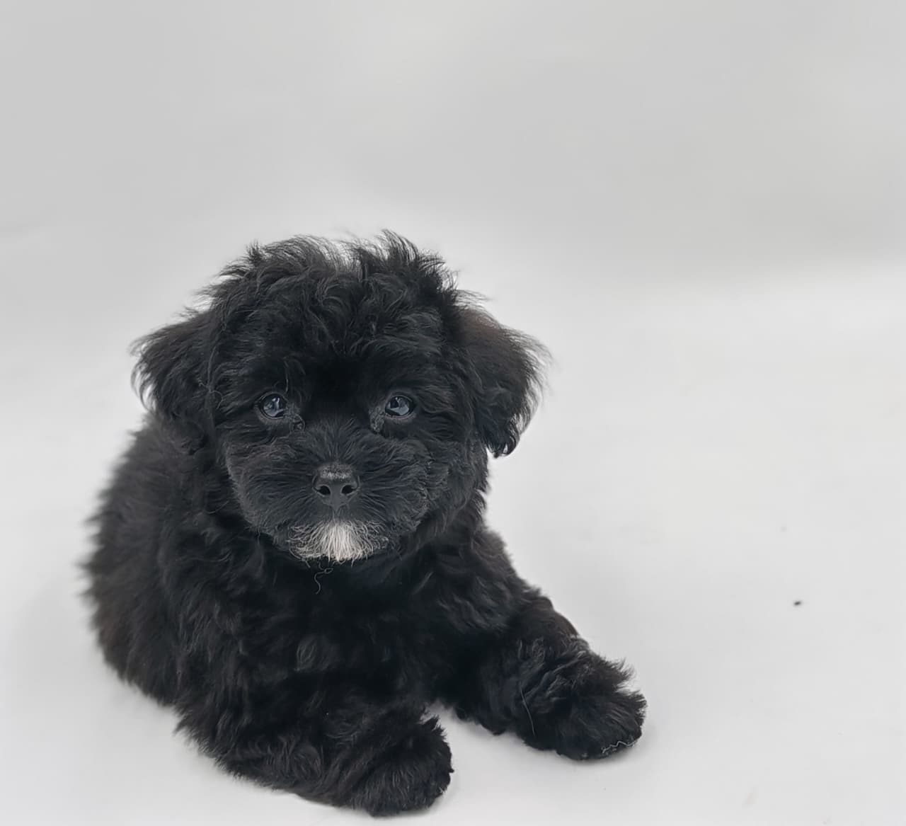 Maltipoo puppy for Sale in Dubai l Maltipoo puppies for Sale in Dubai 