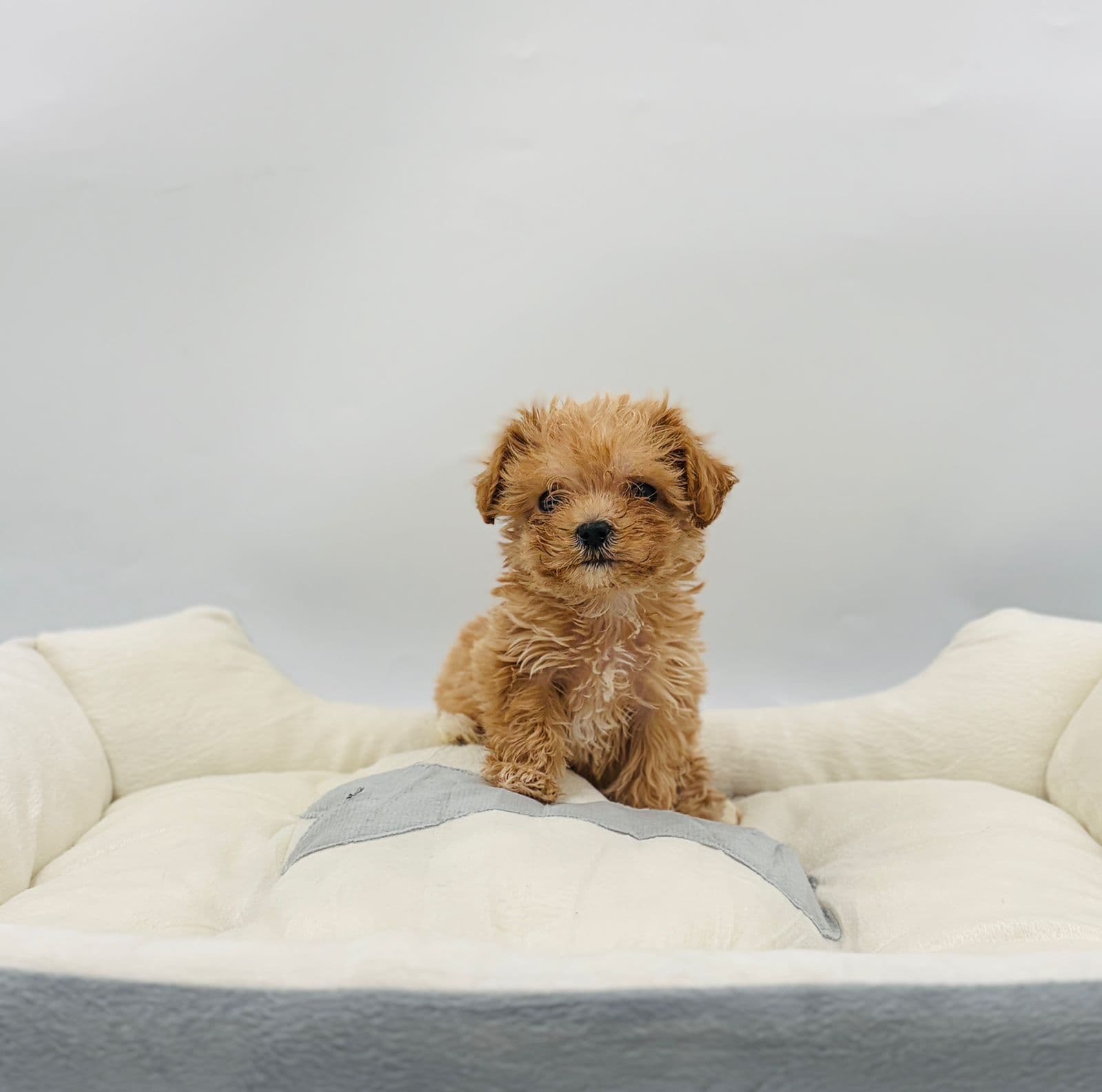 Maltipoo