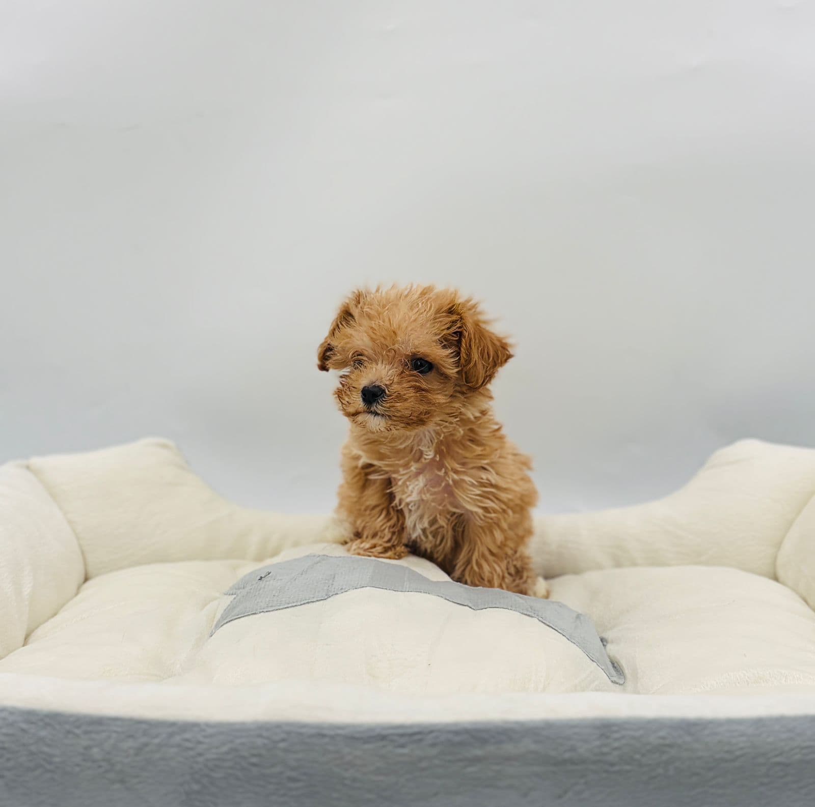 Maltipoo - Image 3