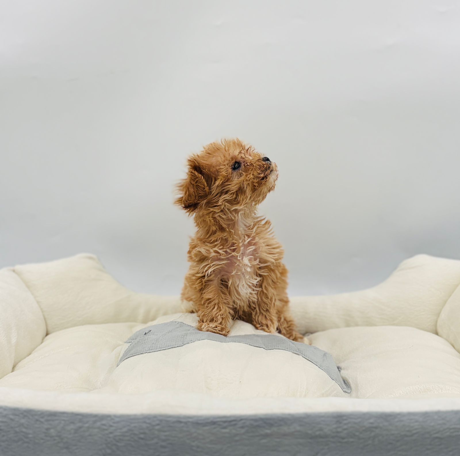 Maltipoo - Image 4