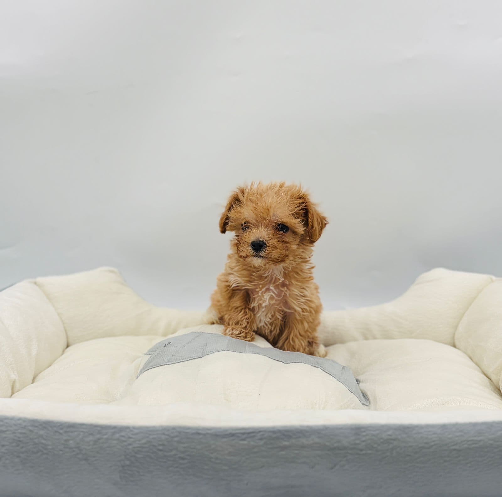 Maltipoo - Image 6