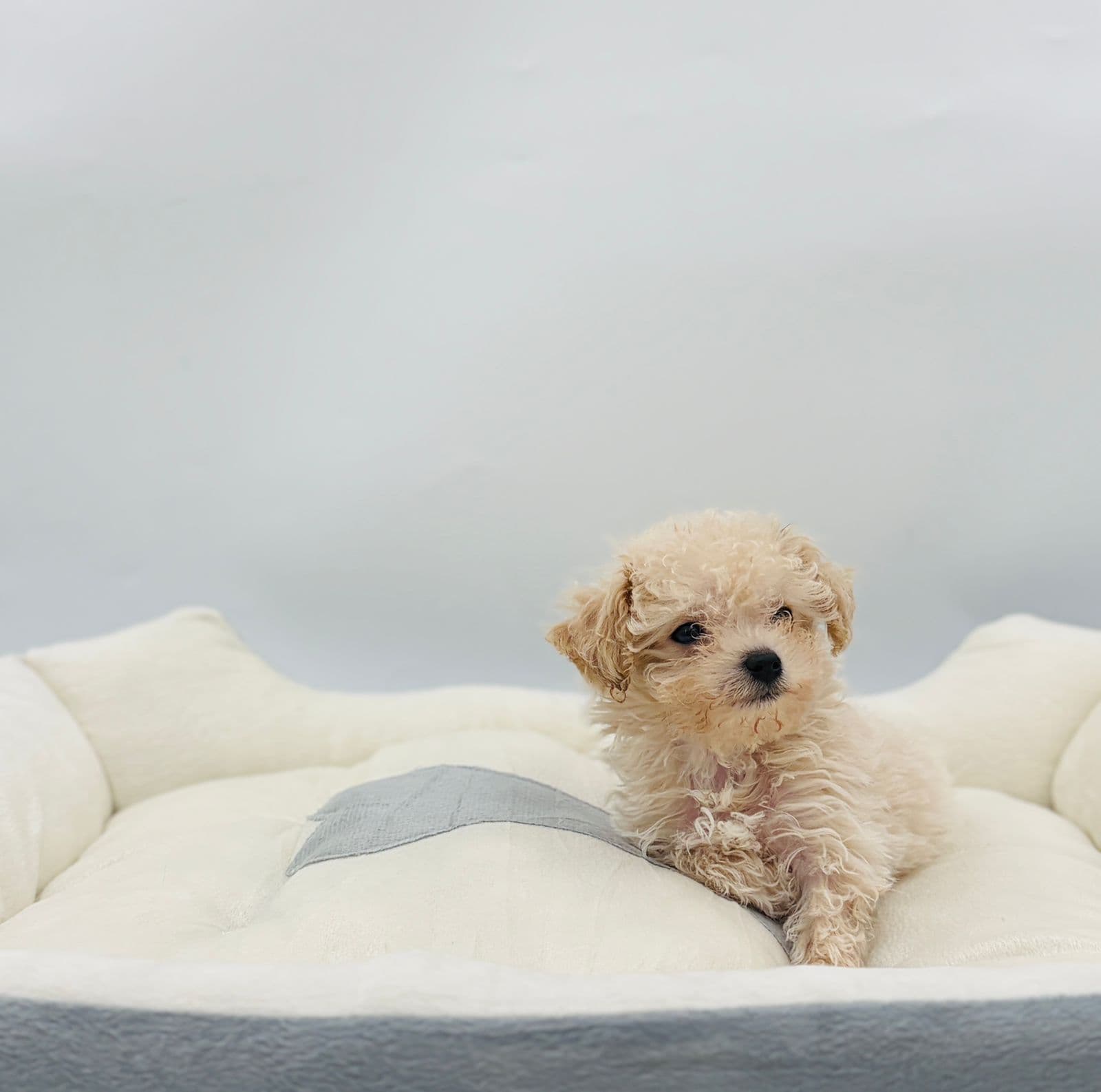 Maltipoo