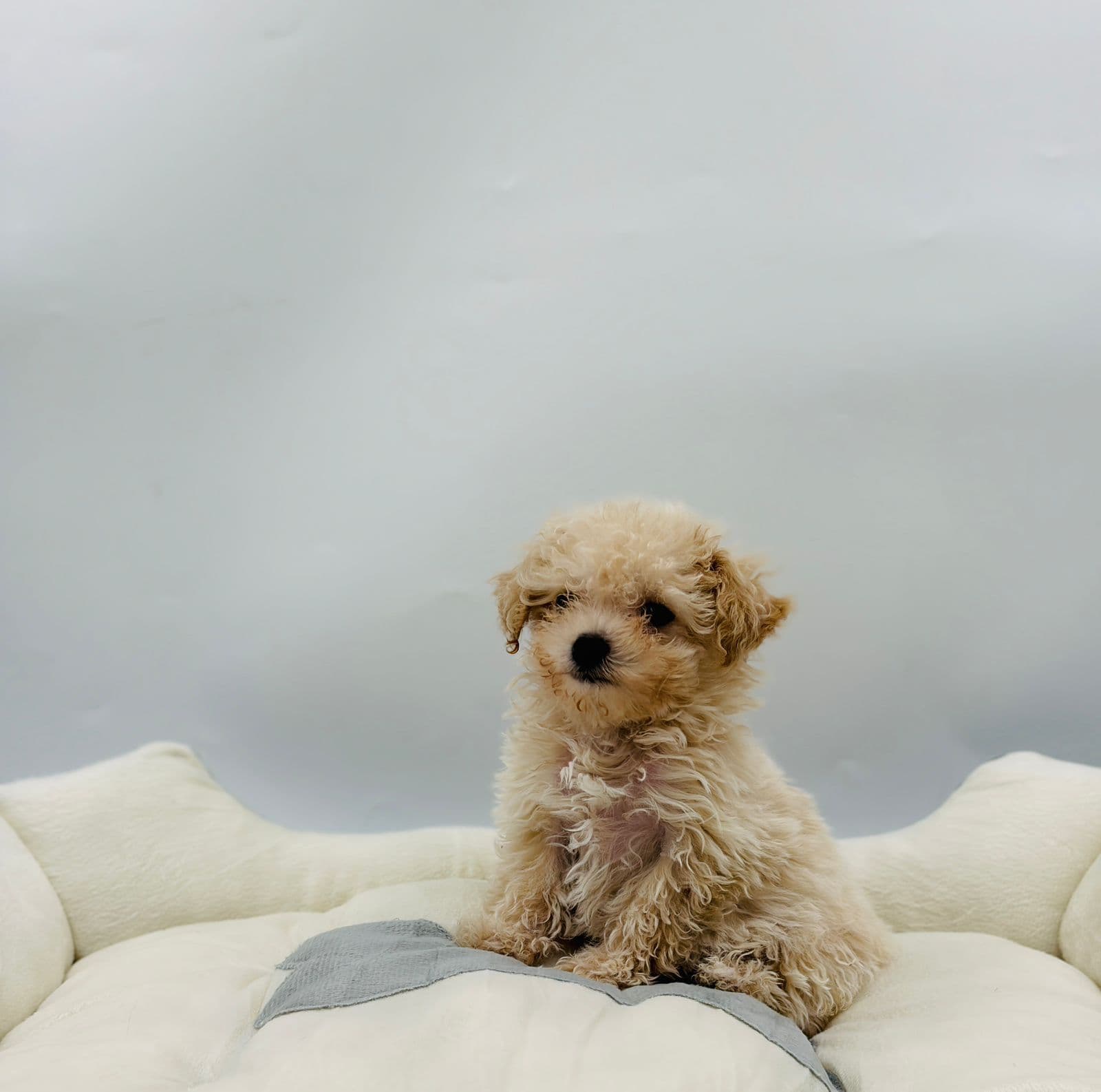 Maltipoo - Image 3