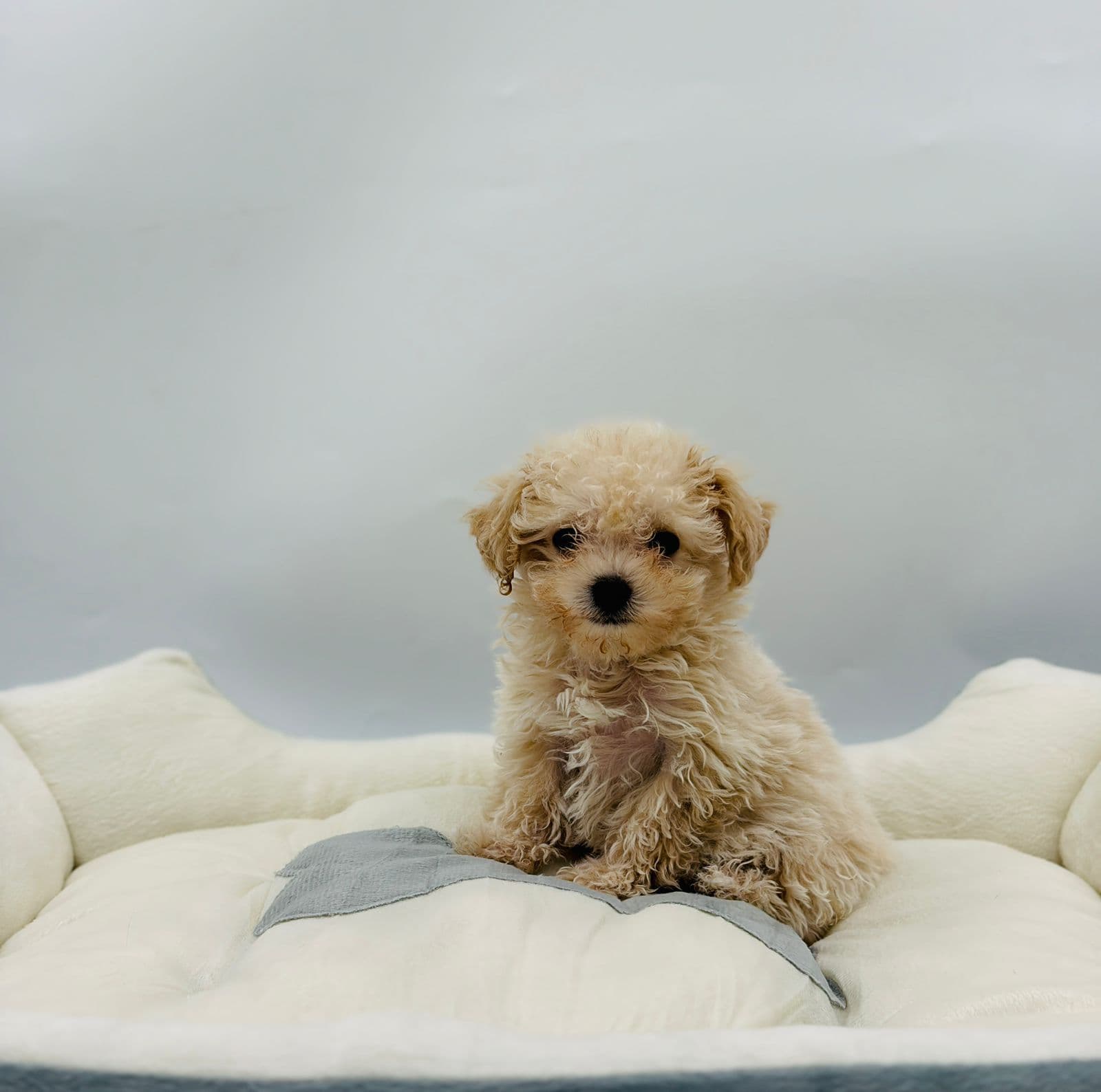 Maltipoo - Image 4