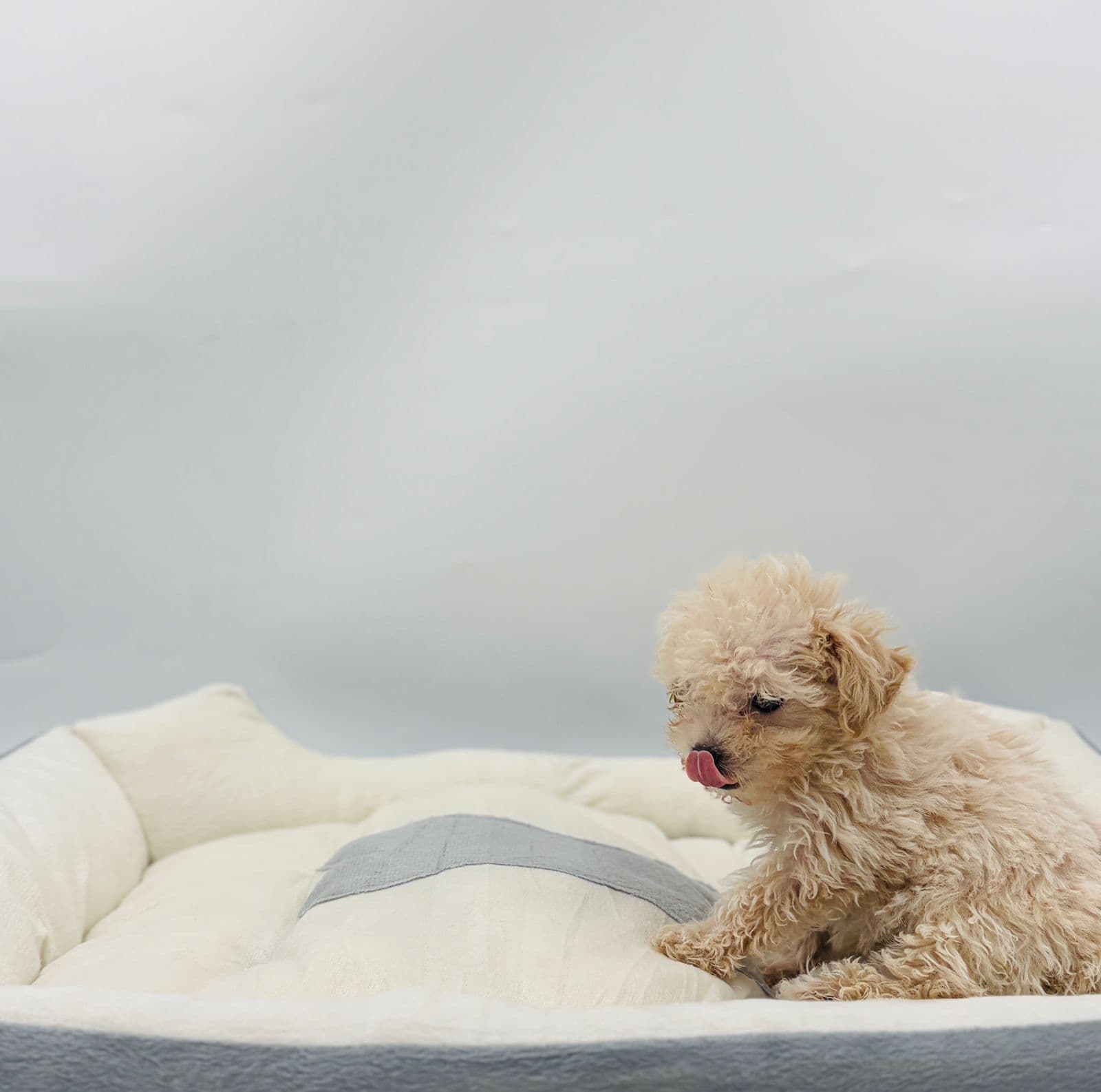 Maltipoo - Image 5