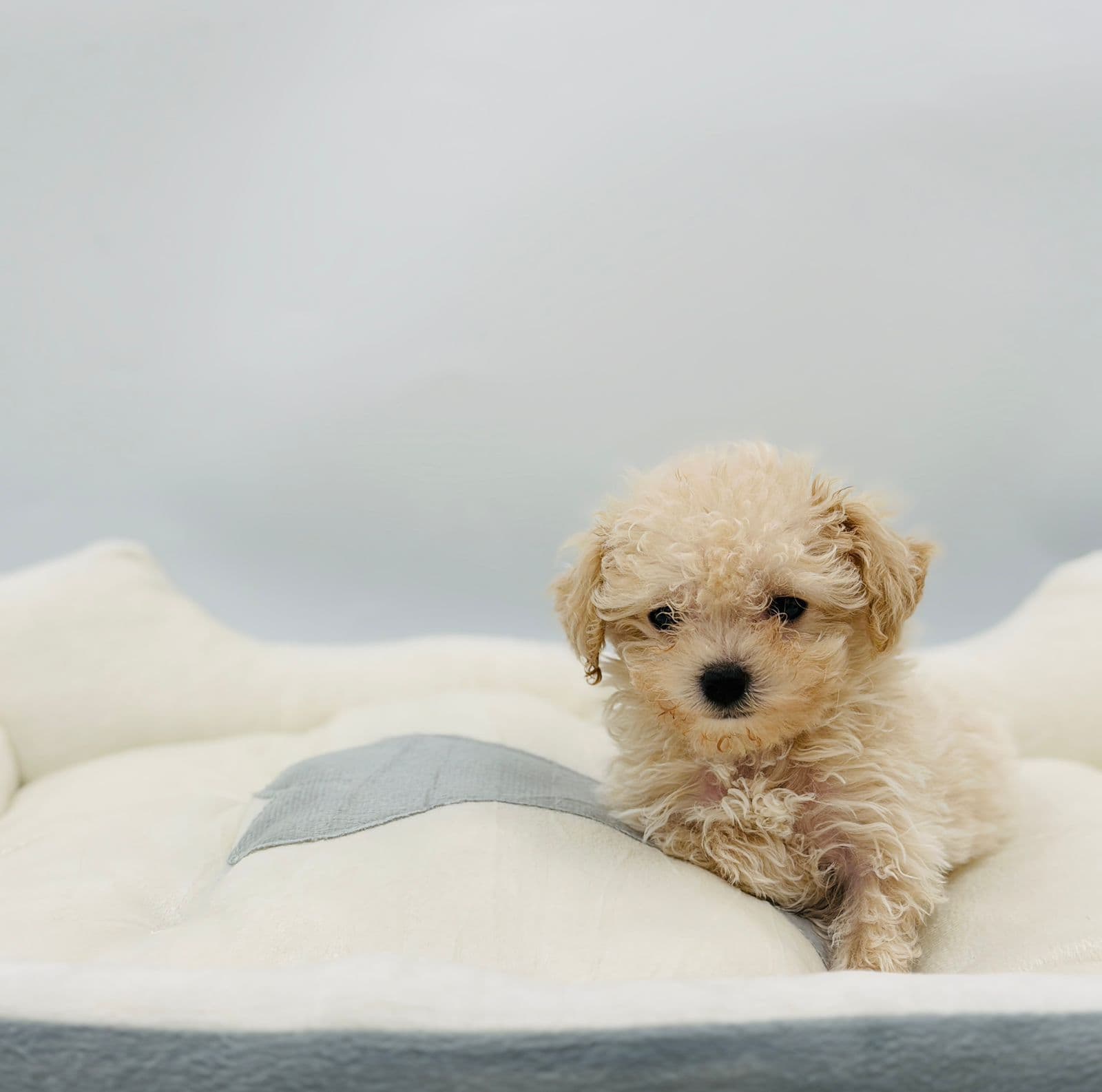 Maltipoo - Image 6