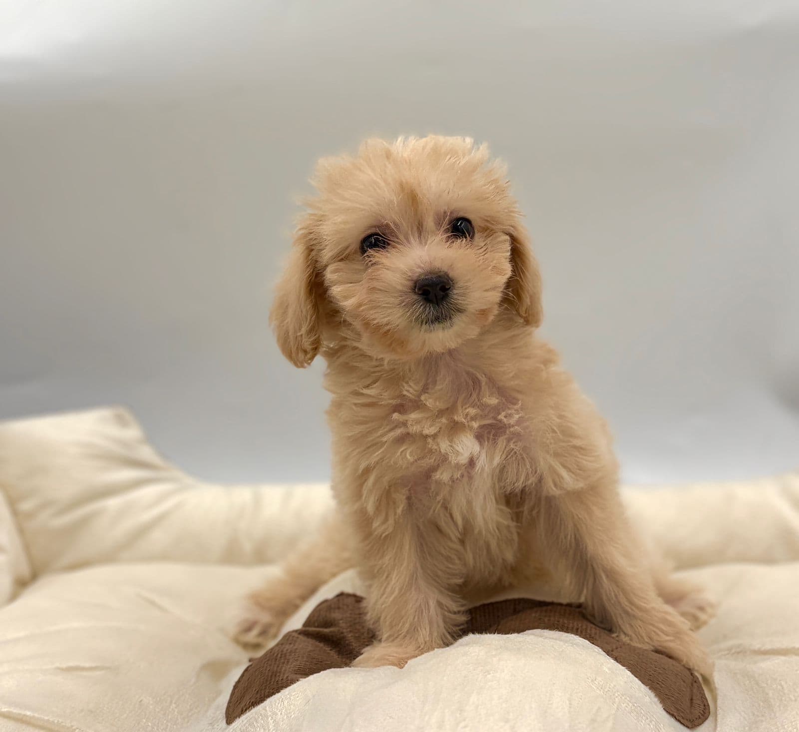 Maltipoo - Image 4